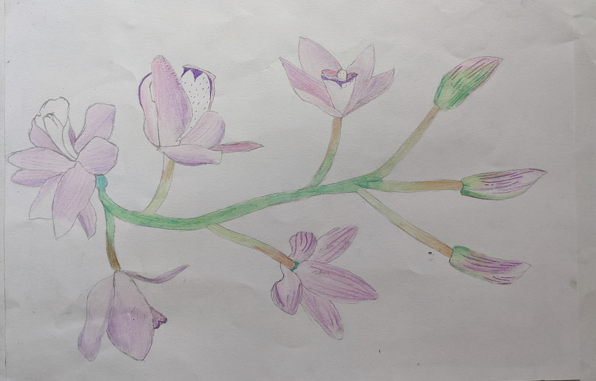 Light Blossom
