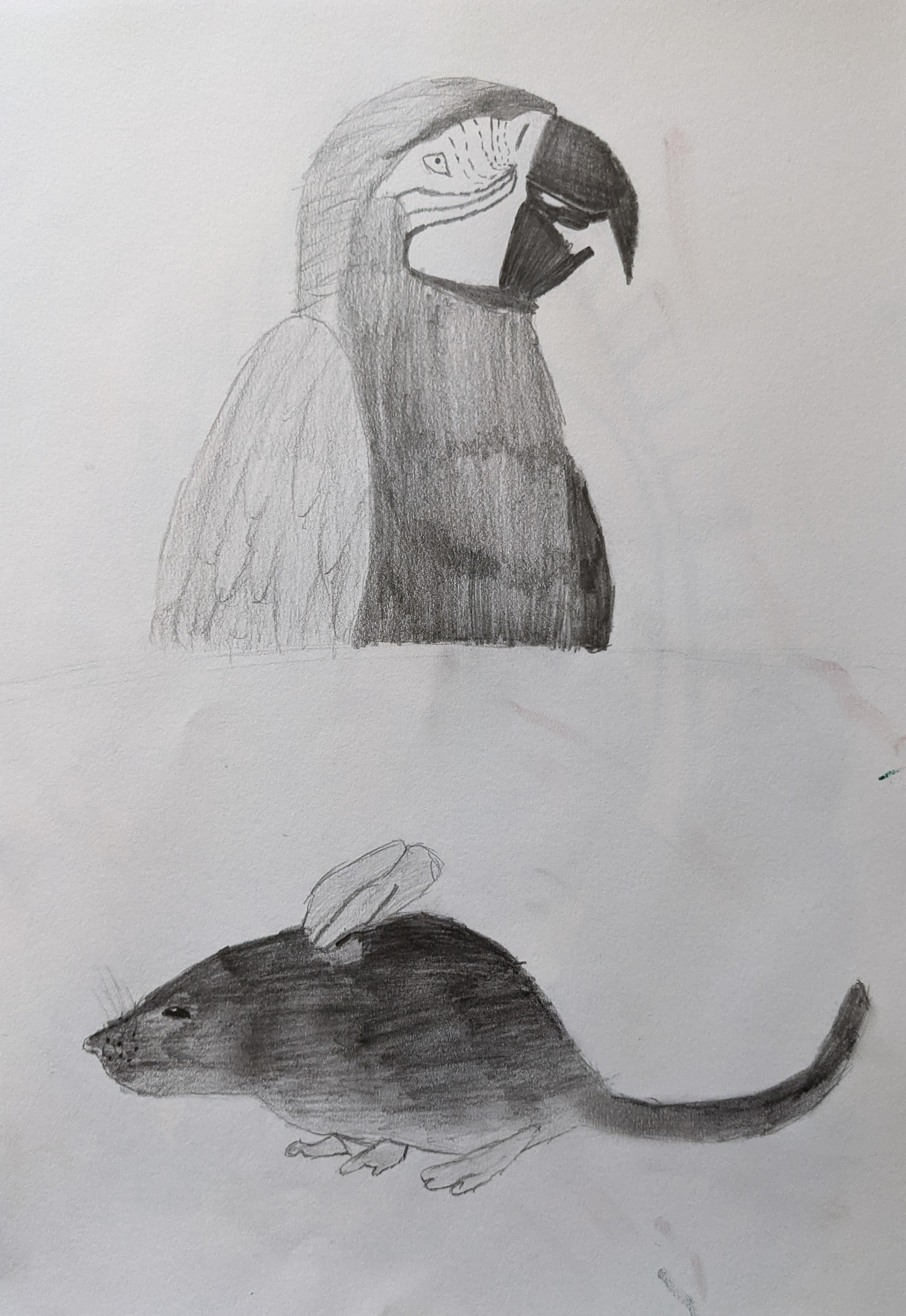 Macaw ' n ' Mouse