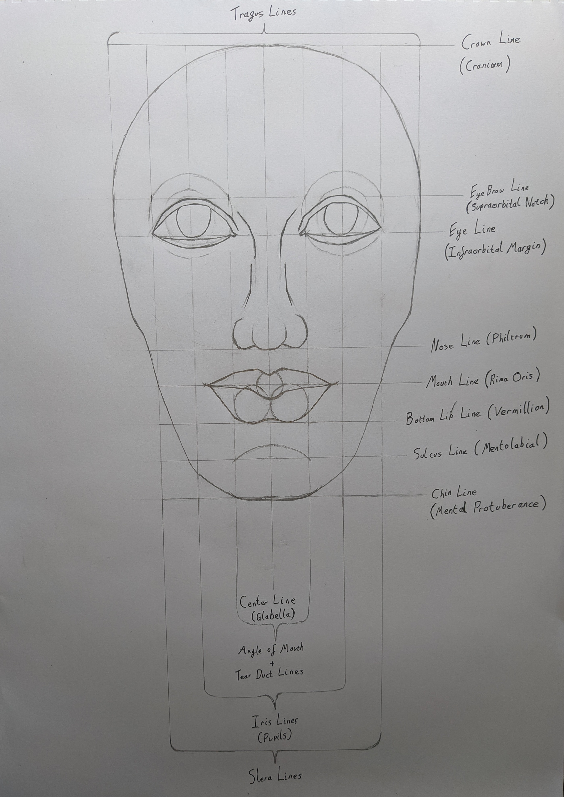 Technical Facial Proportion Sketch