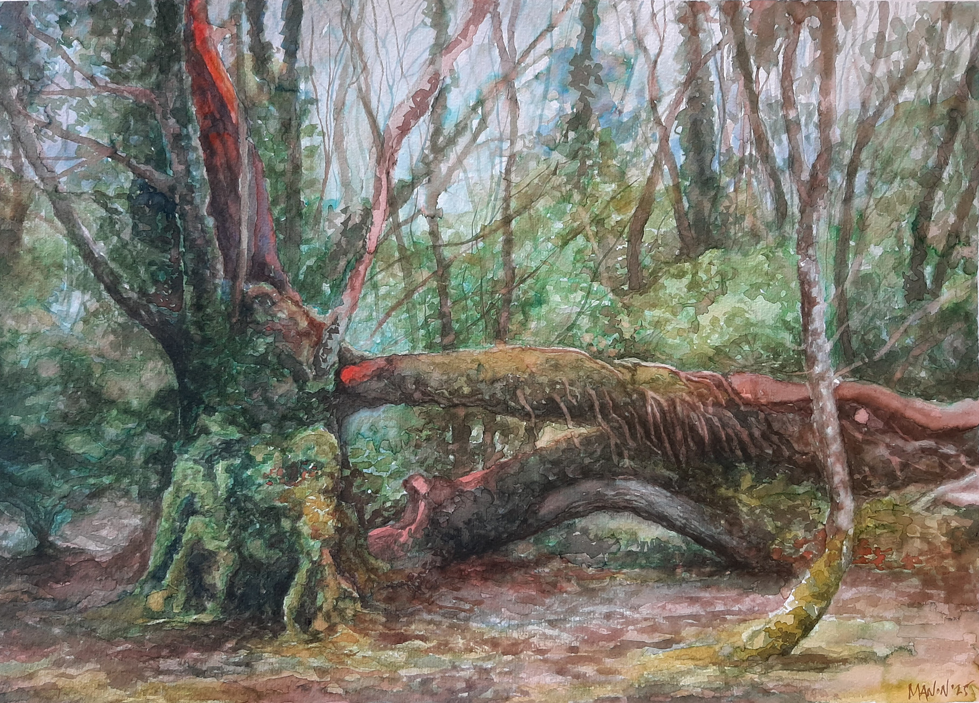 'Fallen tree at kylemore'- Watercolour on paper