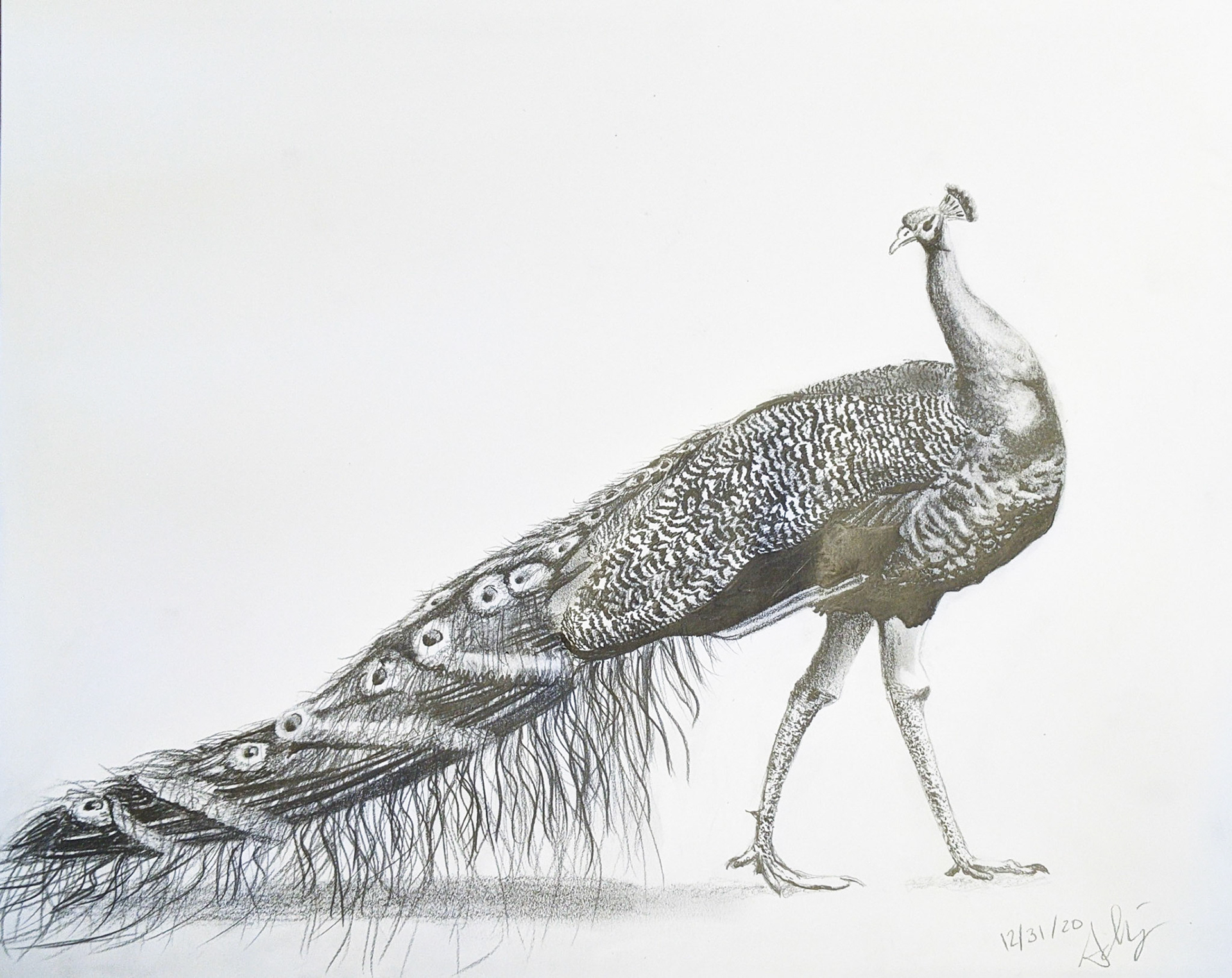 Strutting Peacock 18" x 11" Pencil on Paper SOLD