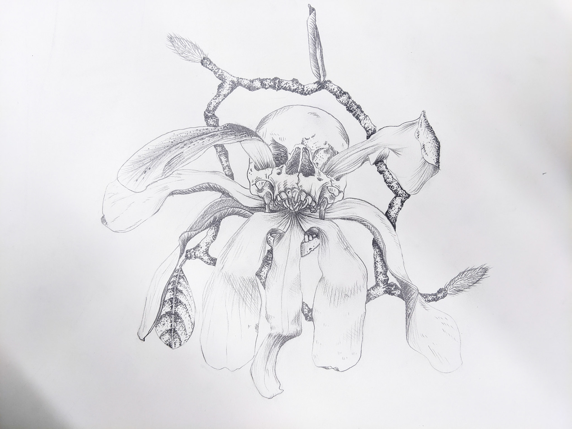 Skull and Magnolia Flower 12"x16" Pencil on Paper SOLD