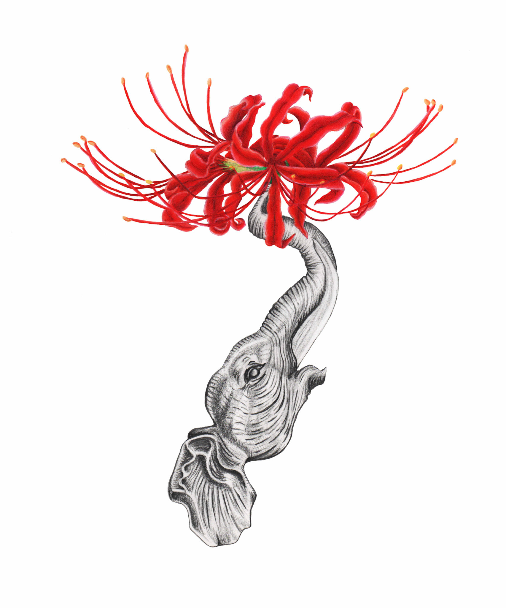 Familial Equinox 10"x12" graphite and colored pencil on paper SOLD