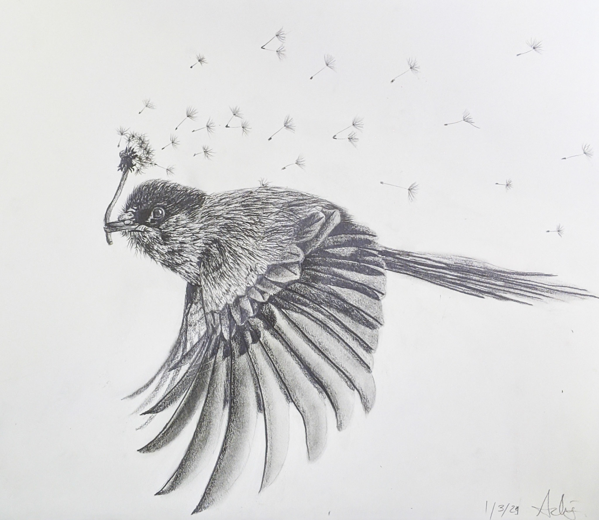 Flight of the Dandelion 16"x12" pencil on Paper SOLD