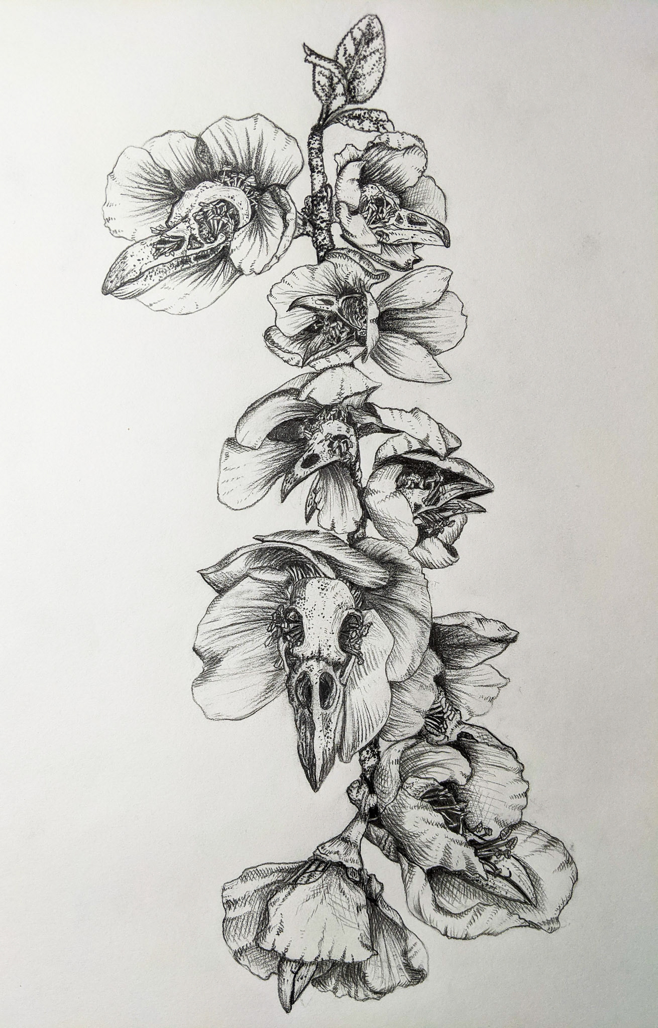 Crow Skulls and Cherry Blossoms 5" x 12" Pencil on Paper SOLD