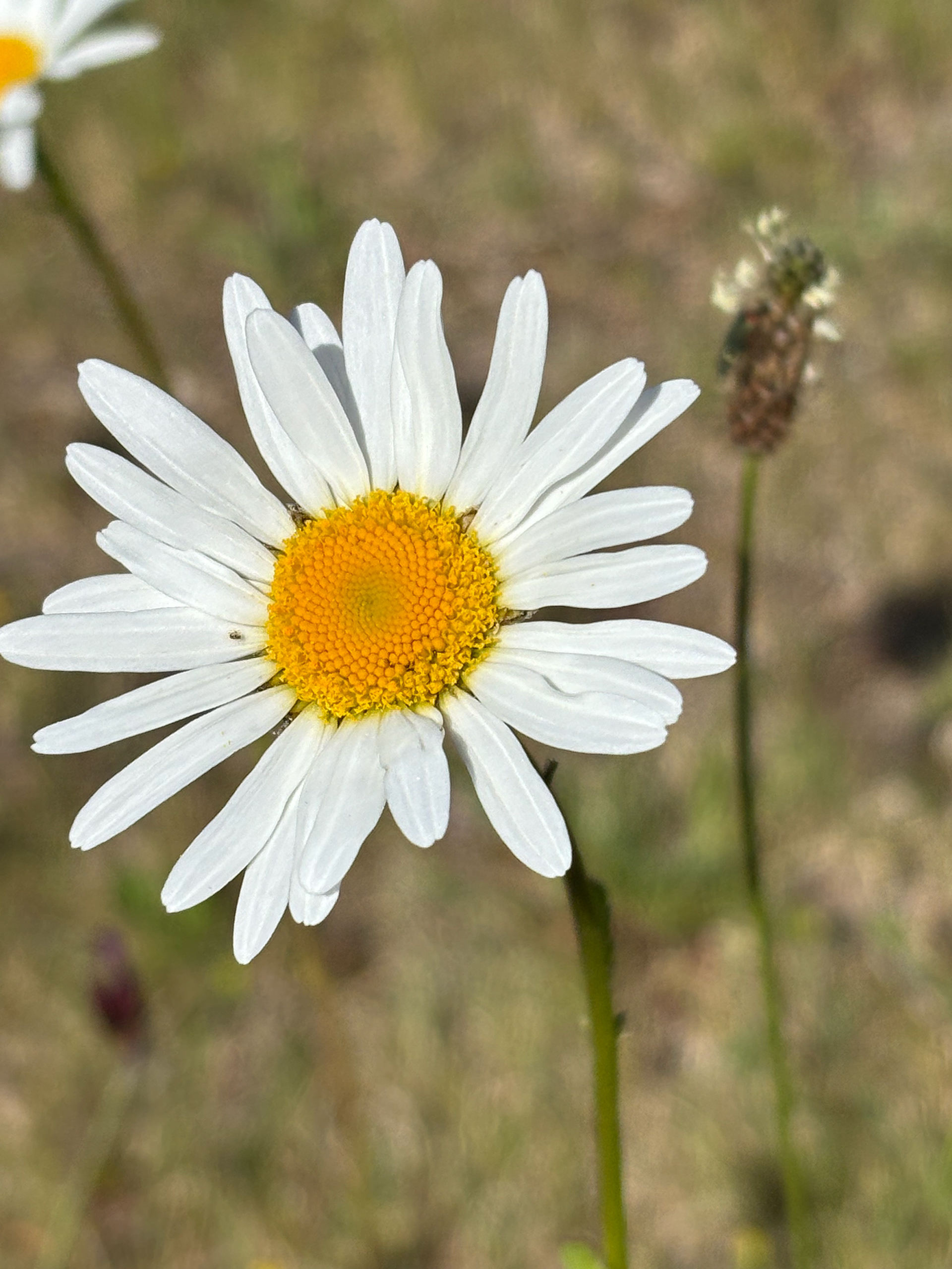 Daisy