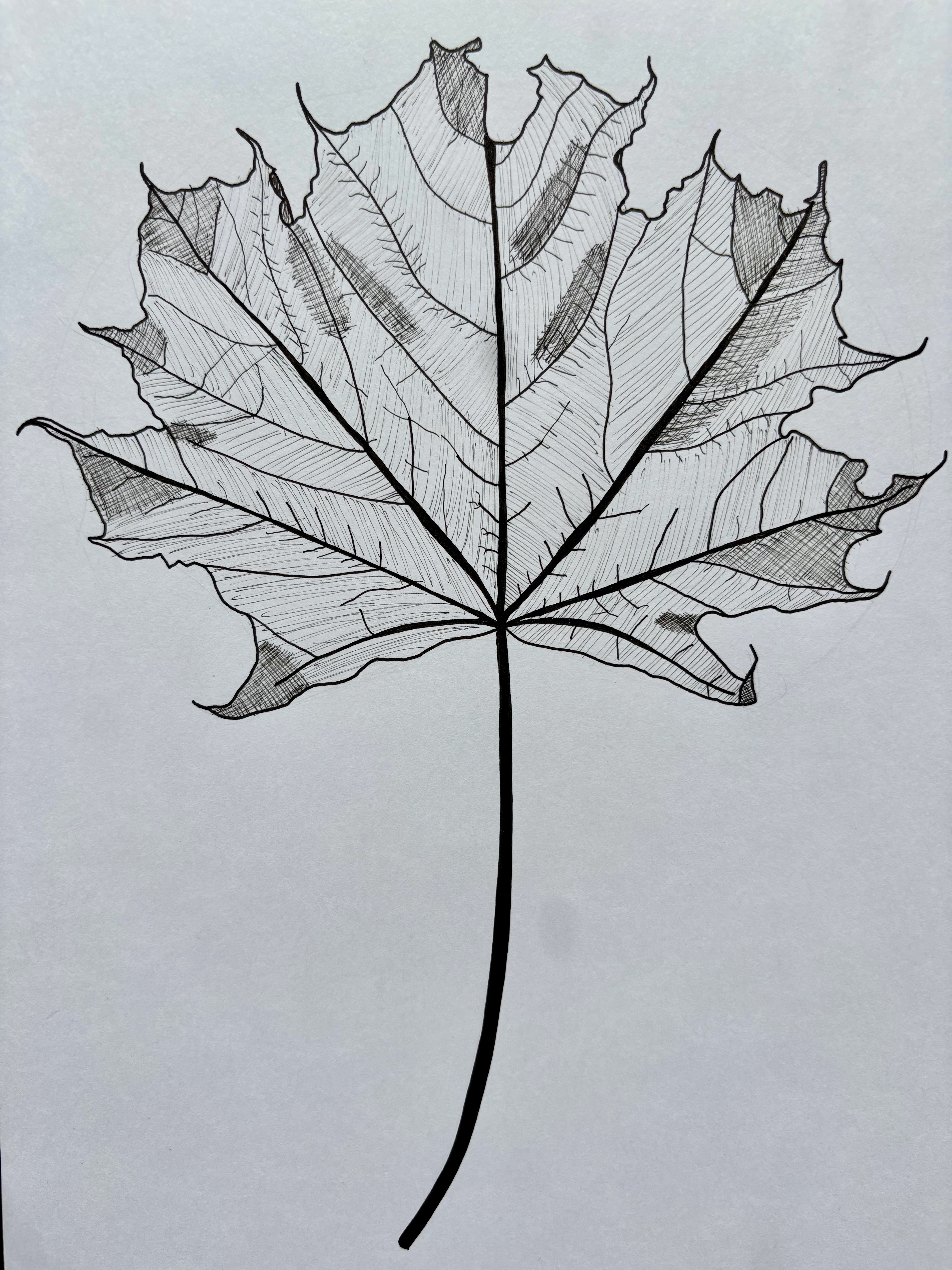 Maple leaf (lines and crosshatching)