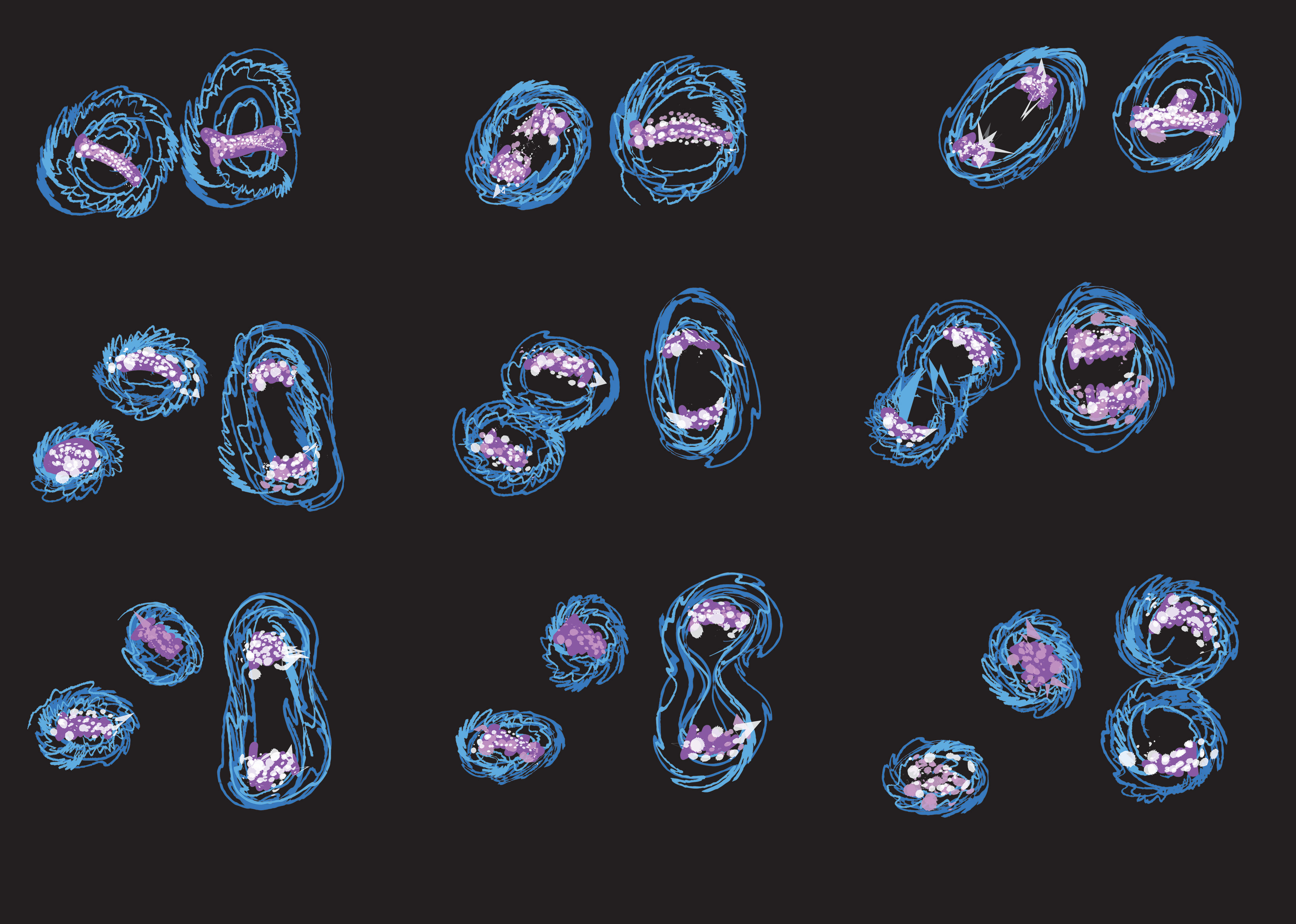 Mitosis