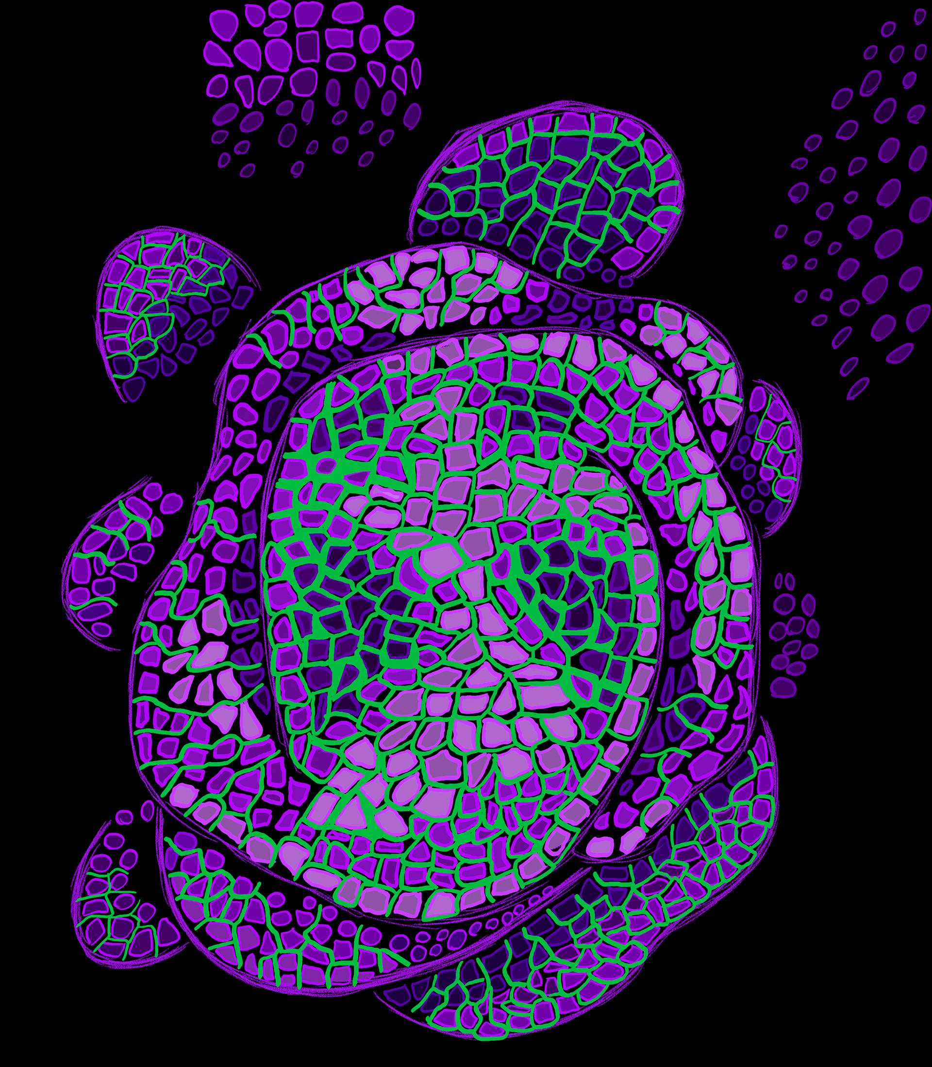 Spiral Growth in a Plant