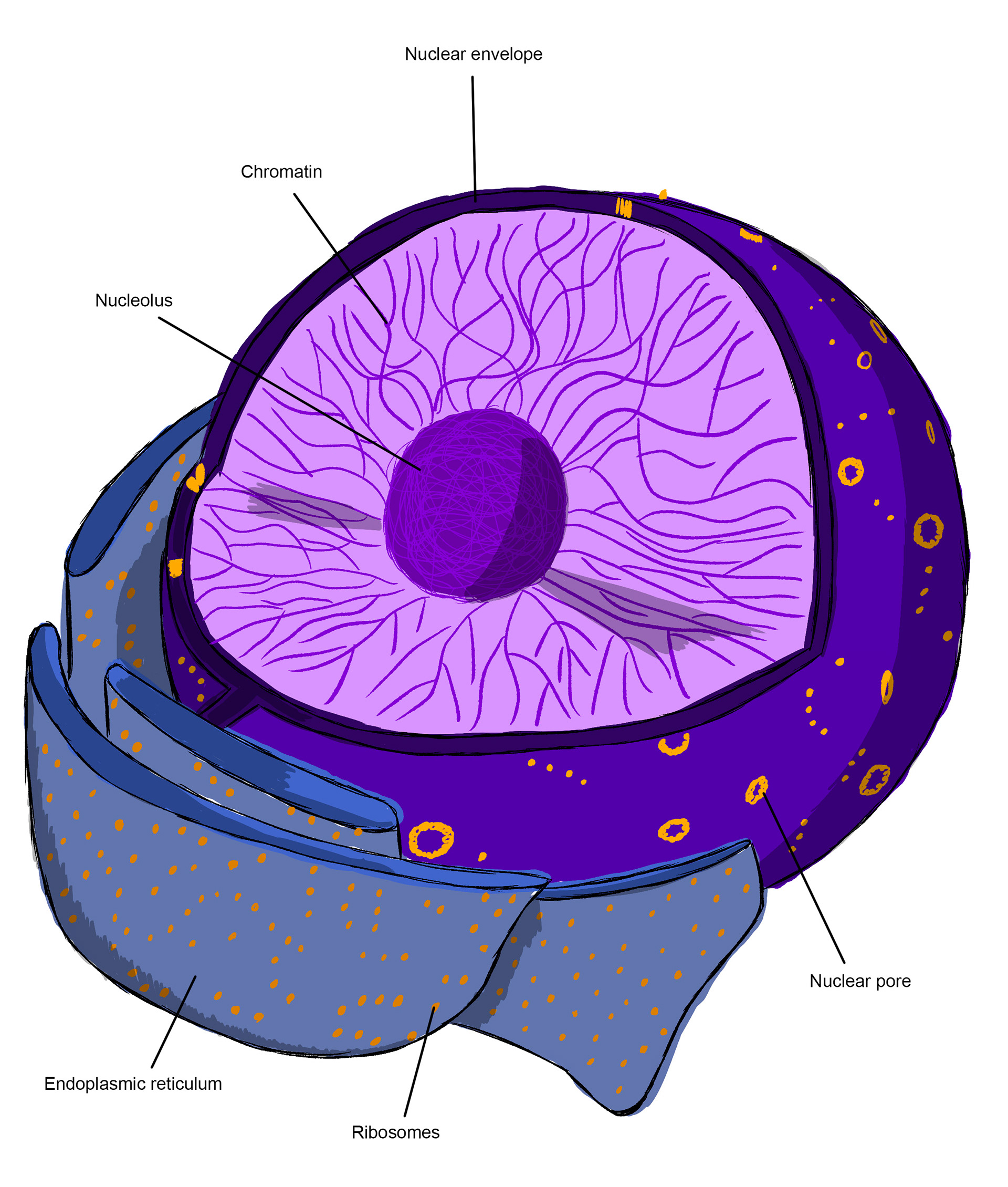 Nucleus