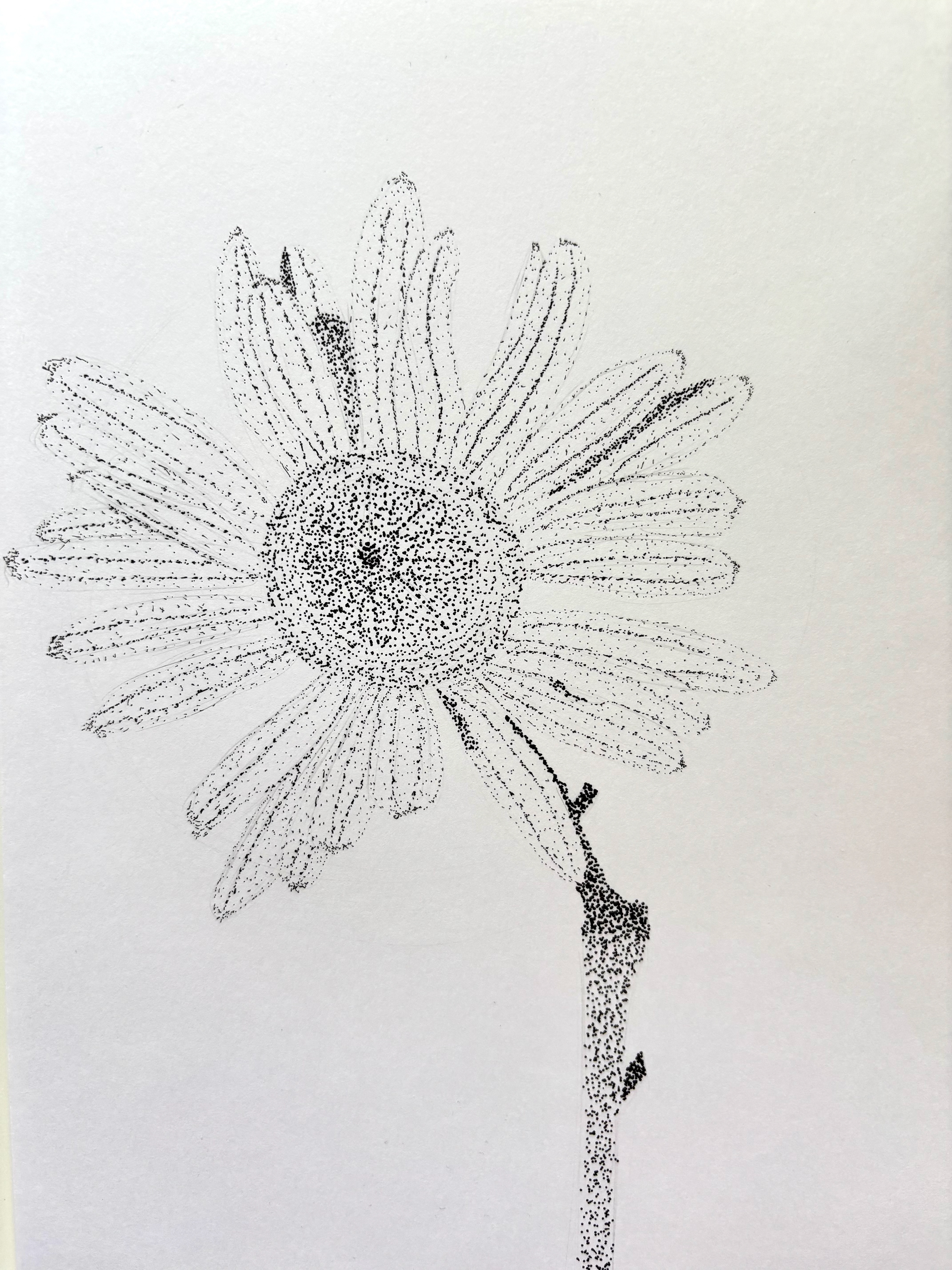 Daisy (dotted) (practice)
