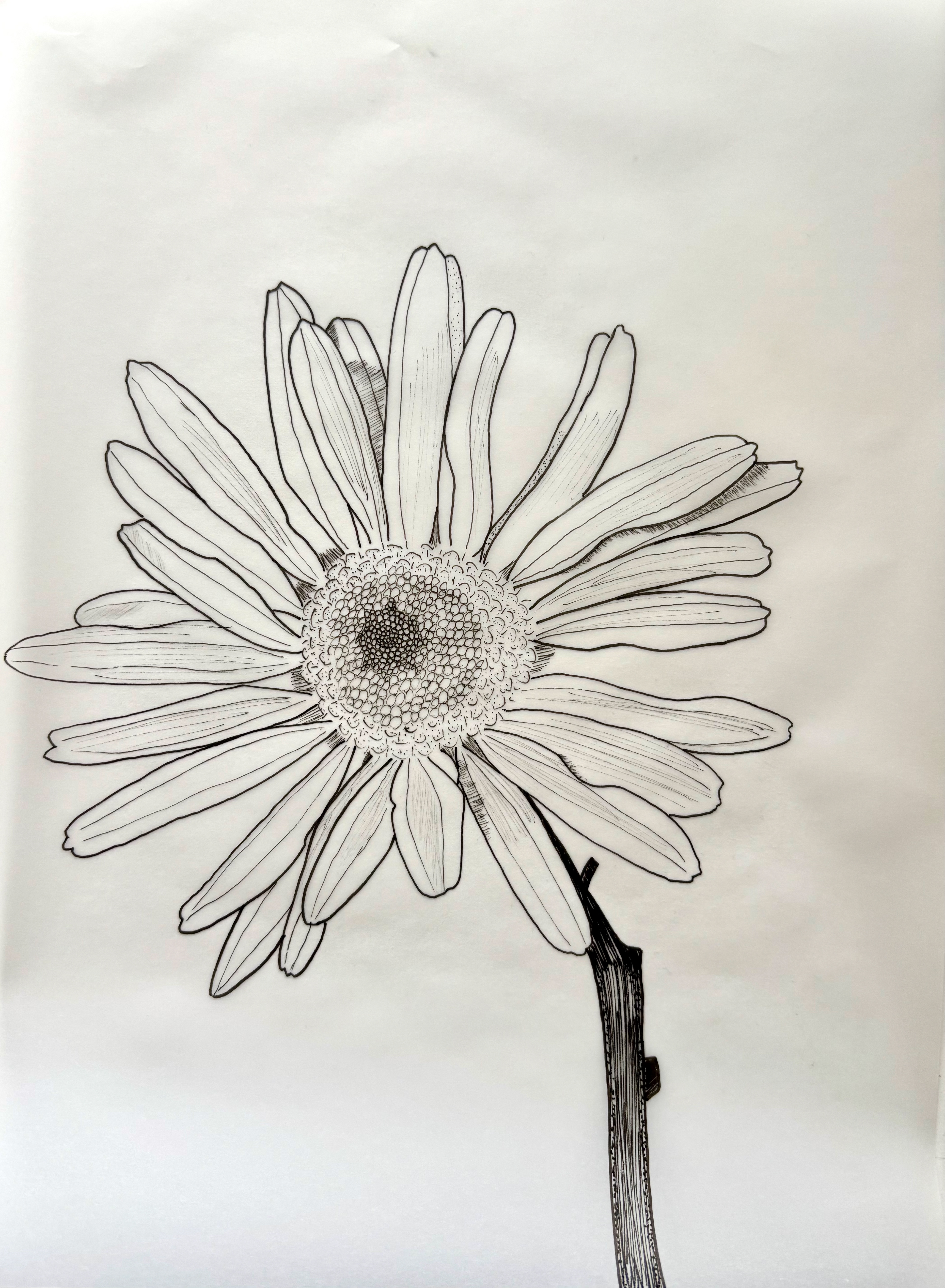 Daisy (WIP)