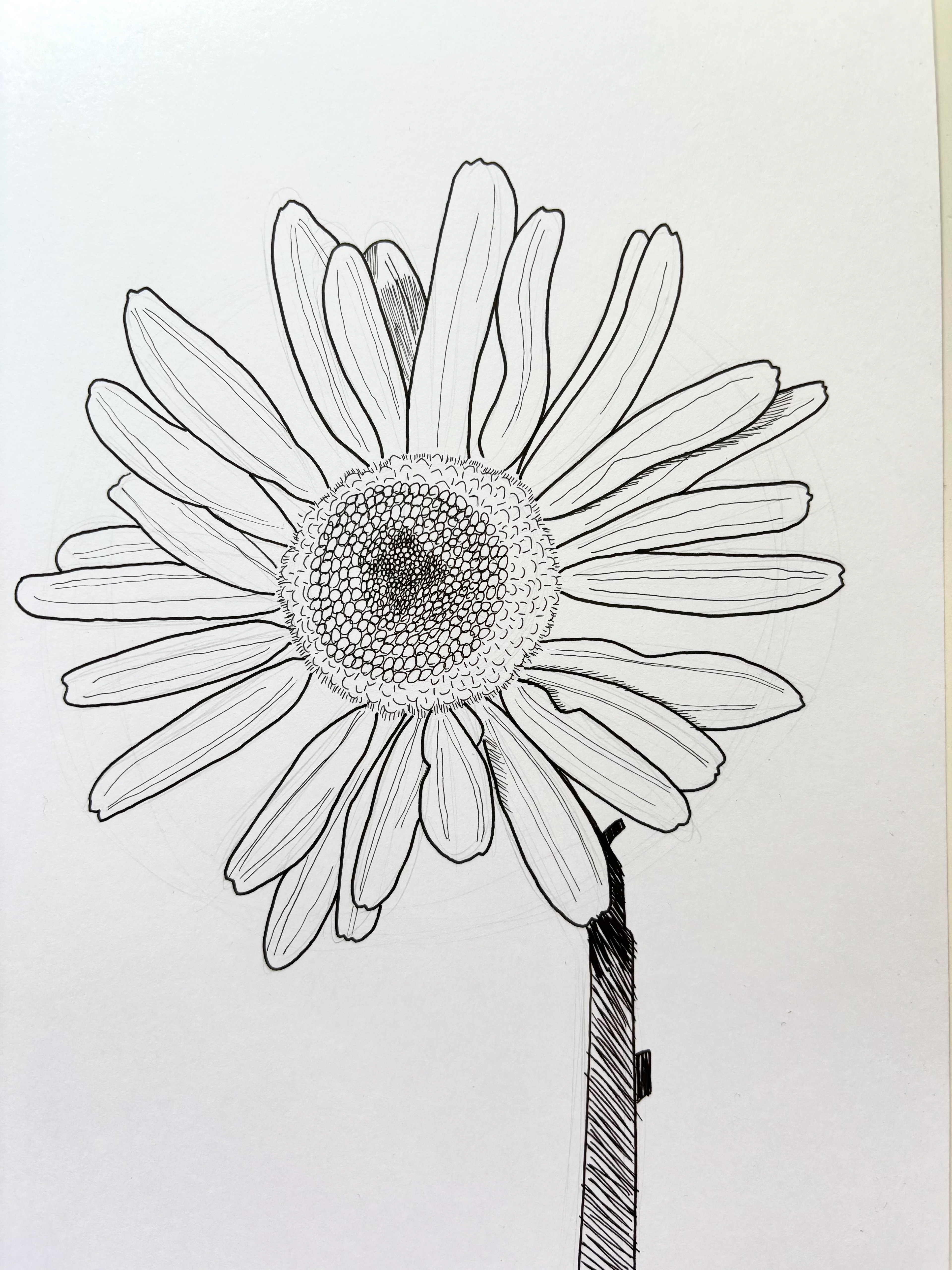 Daisy (lines) (practice)