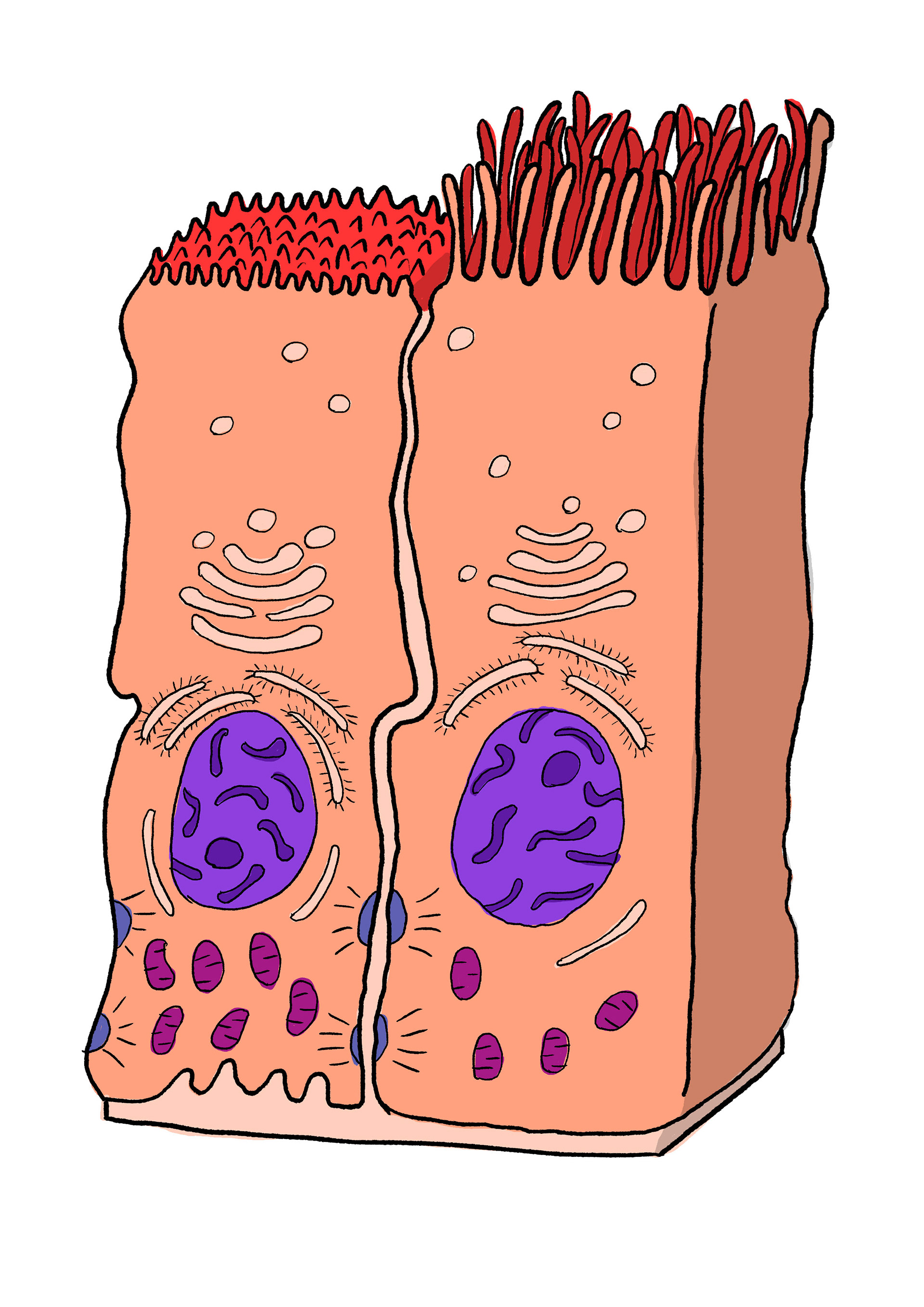 Mitochondria in a Celiated Cell