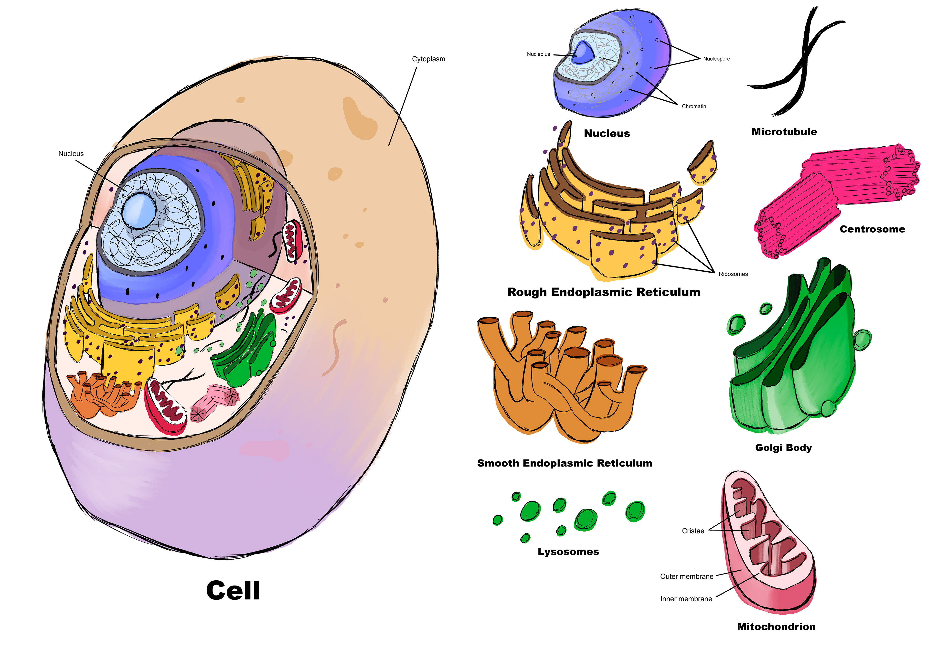 Animal Cell Diagram