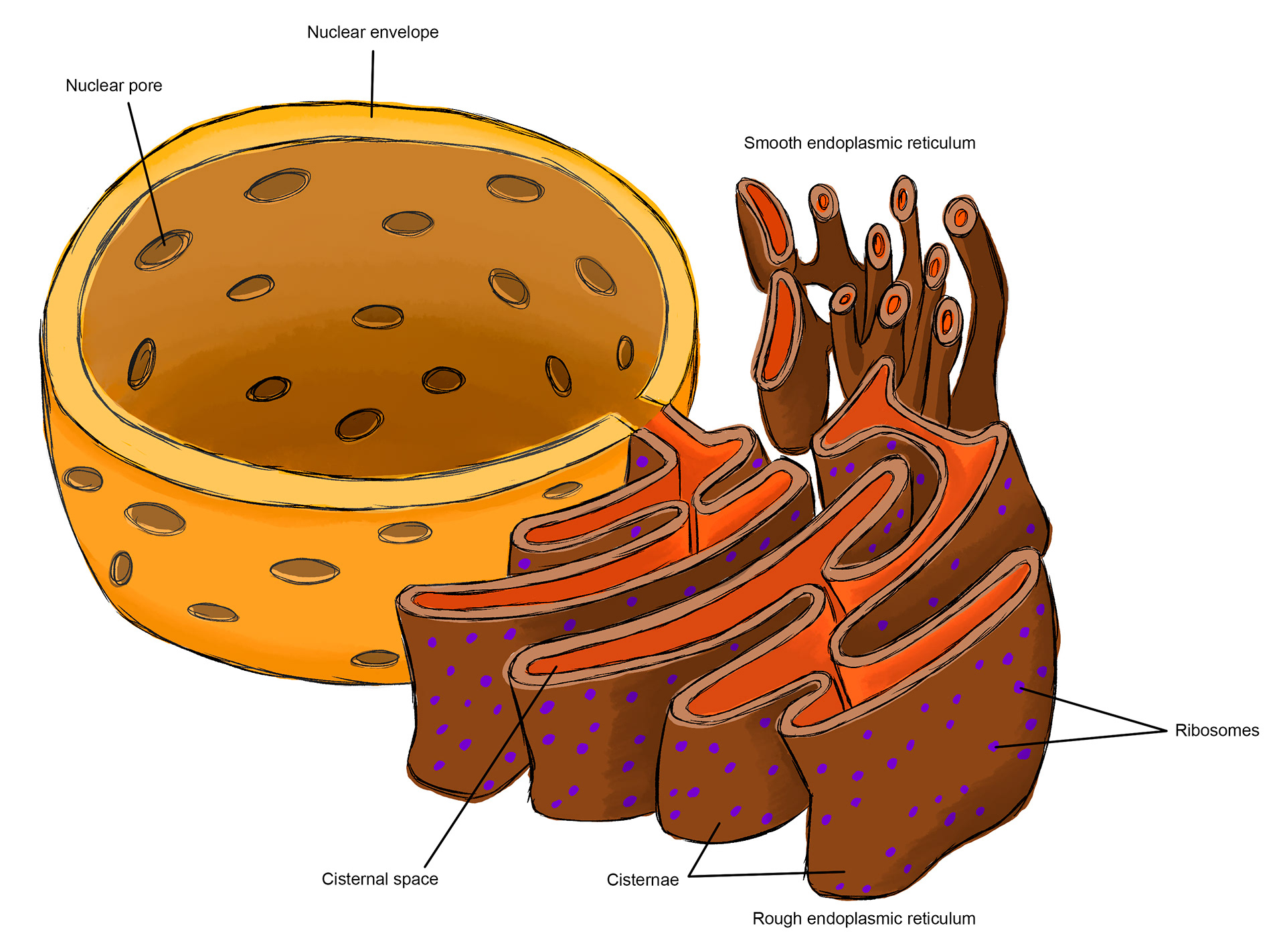Endoplasmic Reticulum