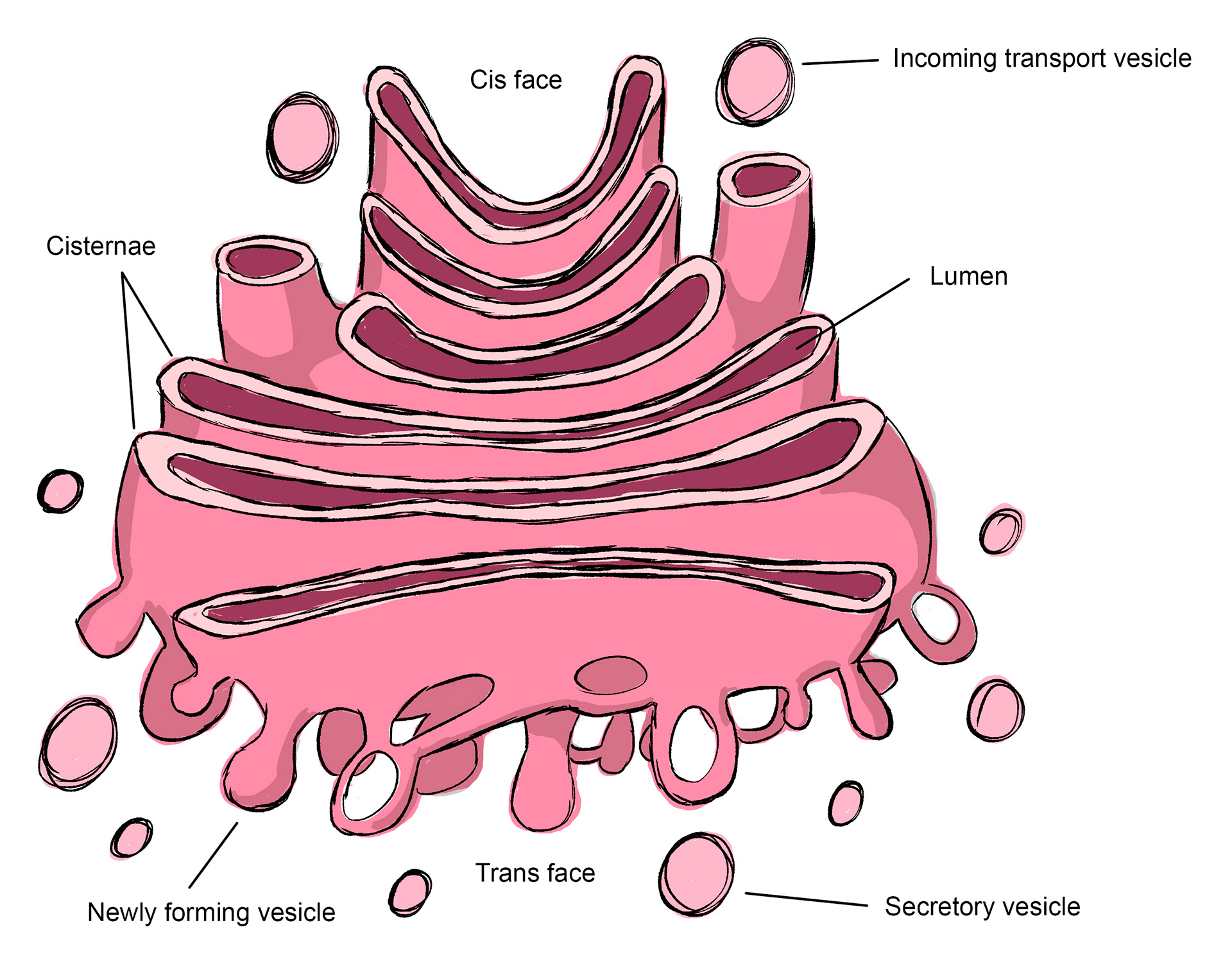 Golgi