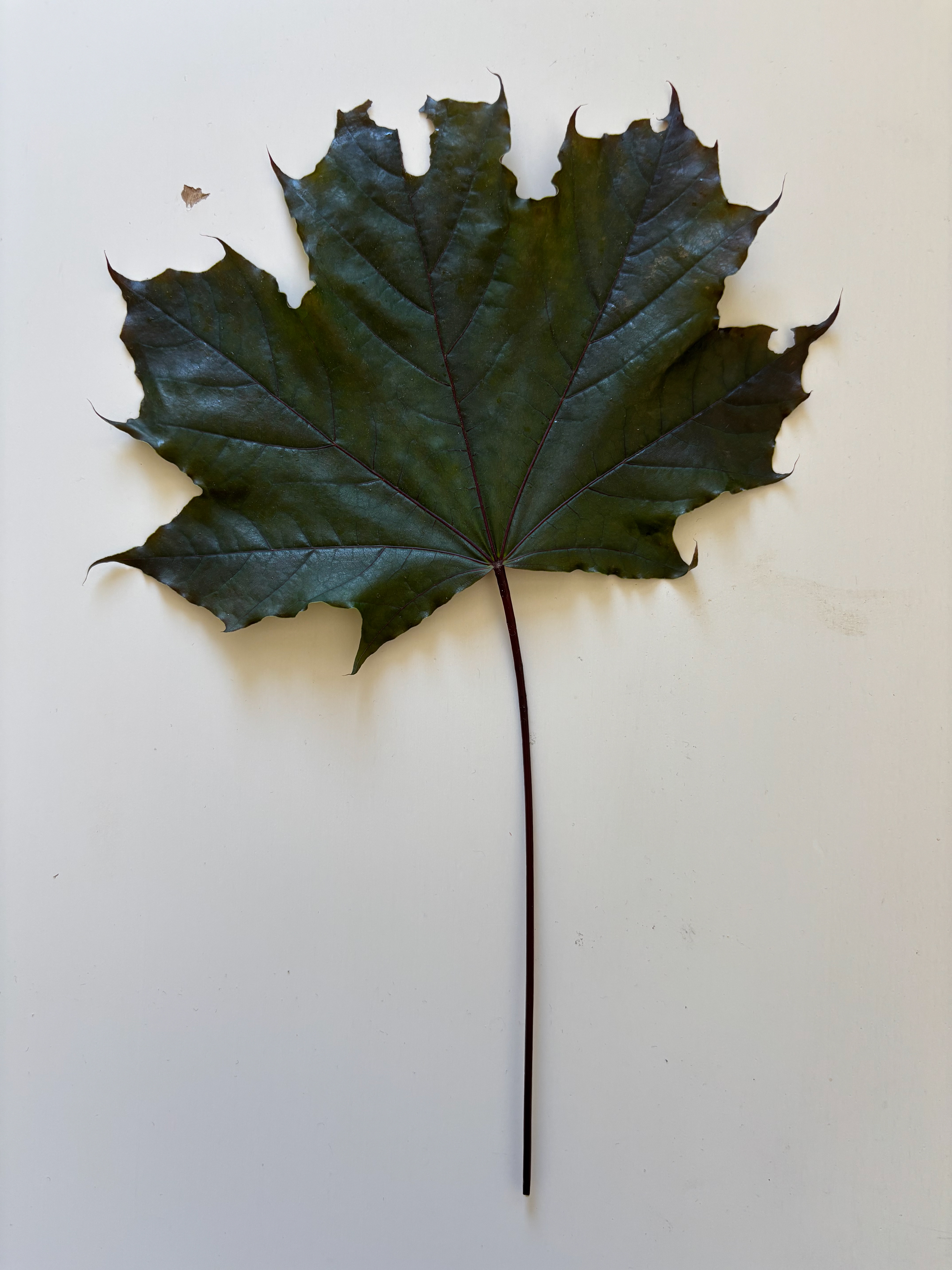 Maple leaf