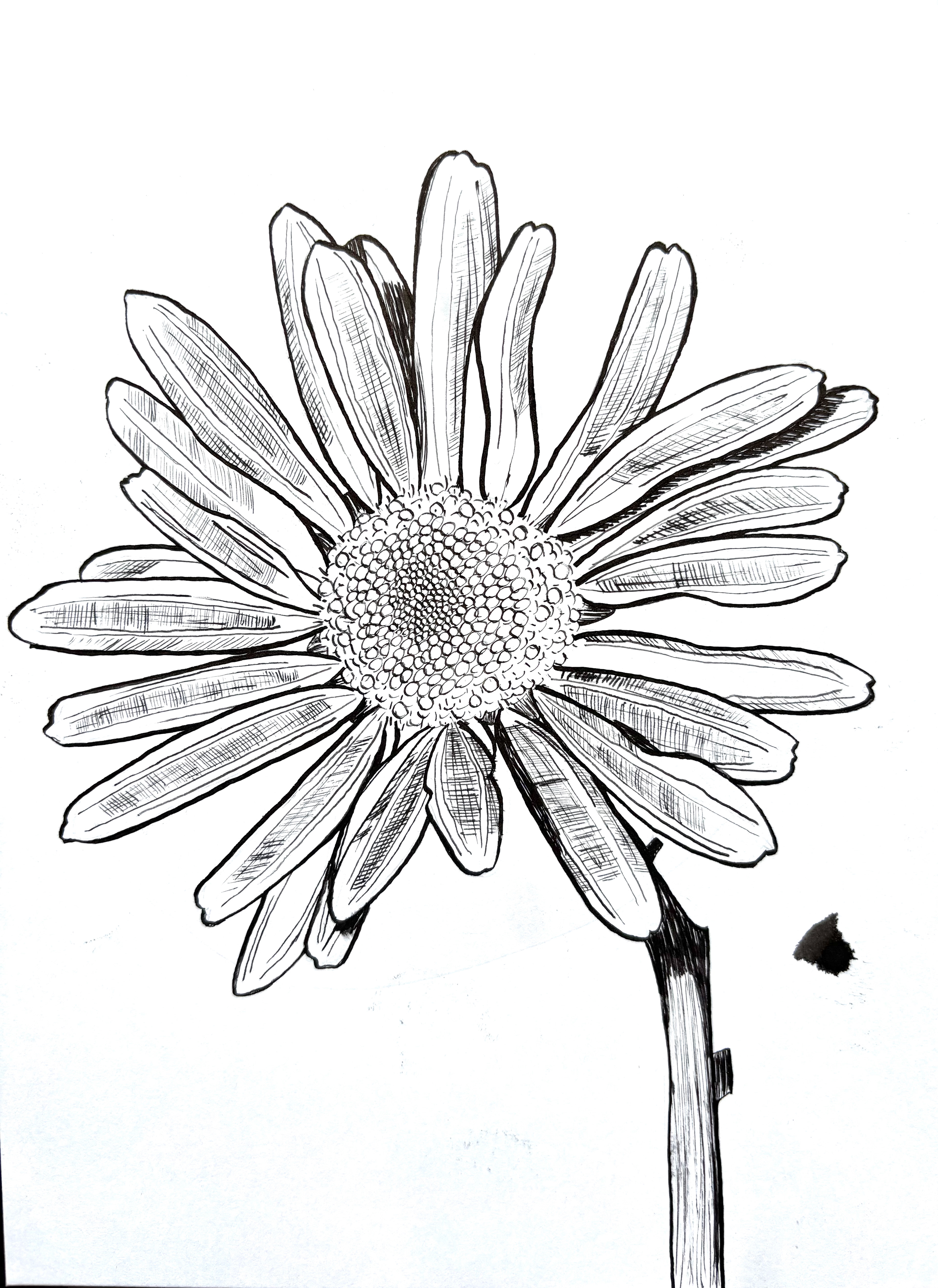 Daisy (final)