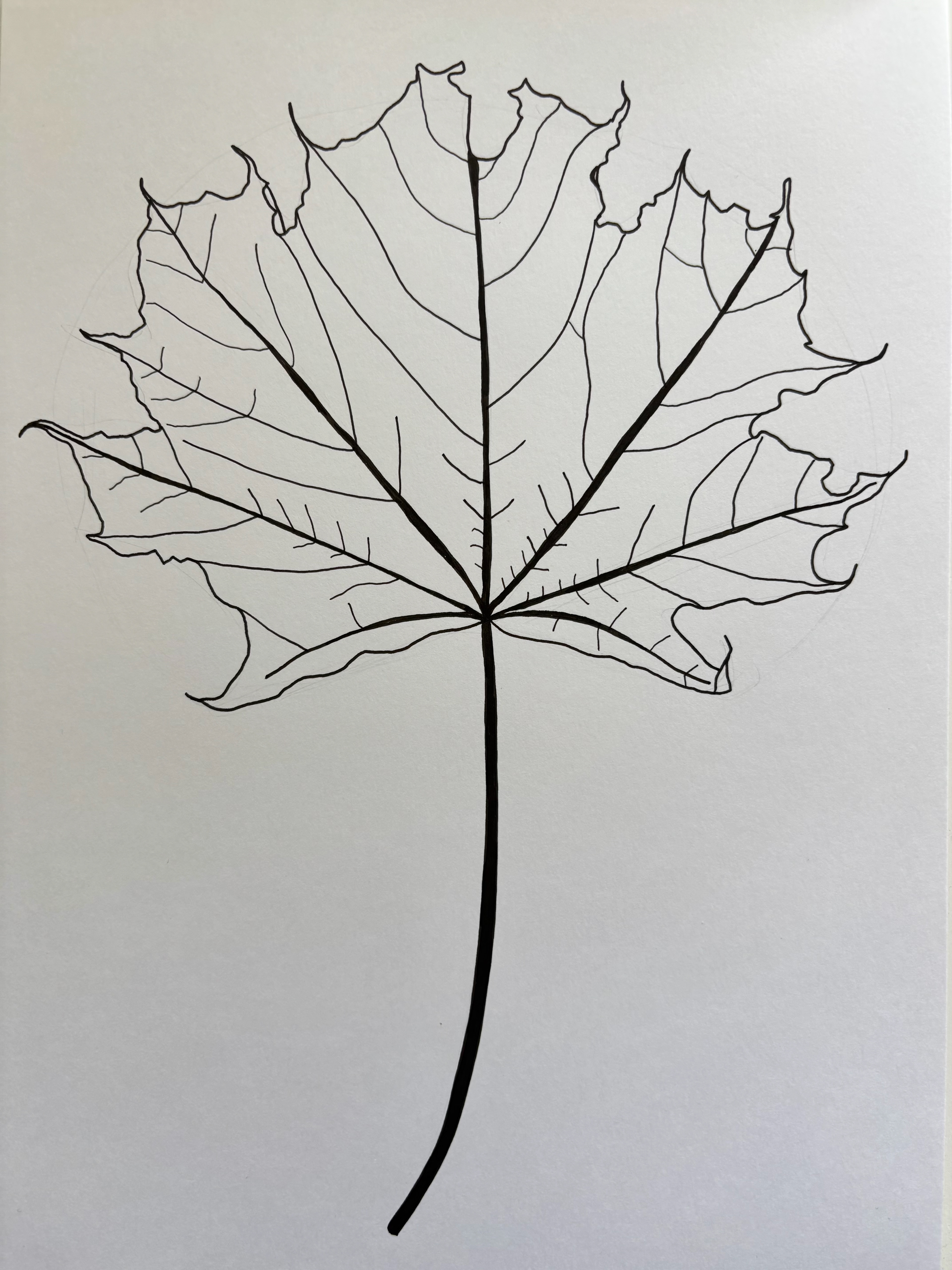 Maple leaf (lines, WIP)
