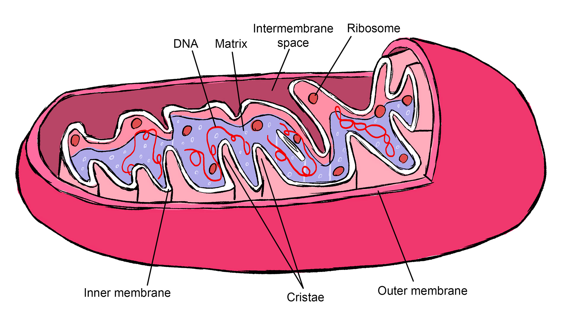 Mitochondria