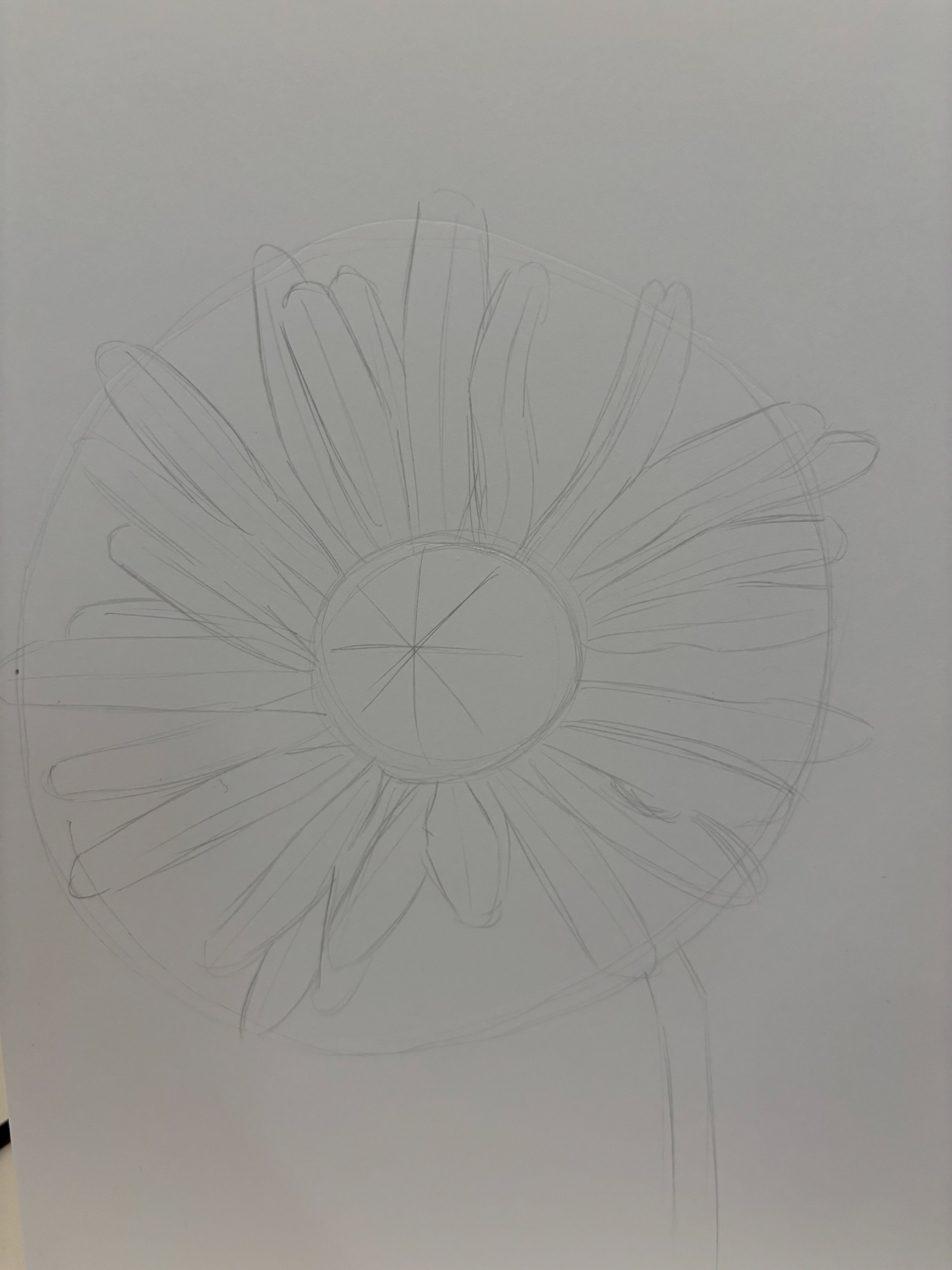 Daisy (sketch)