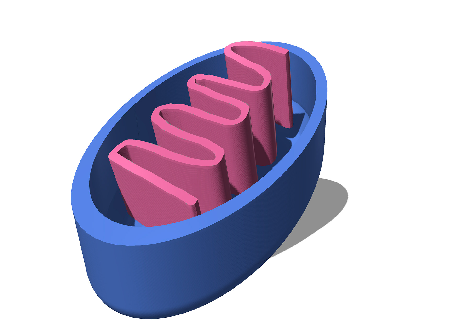 Mitochondria