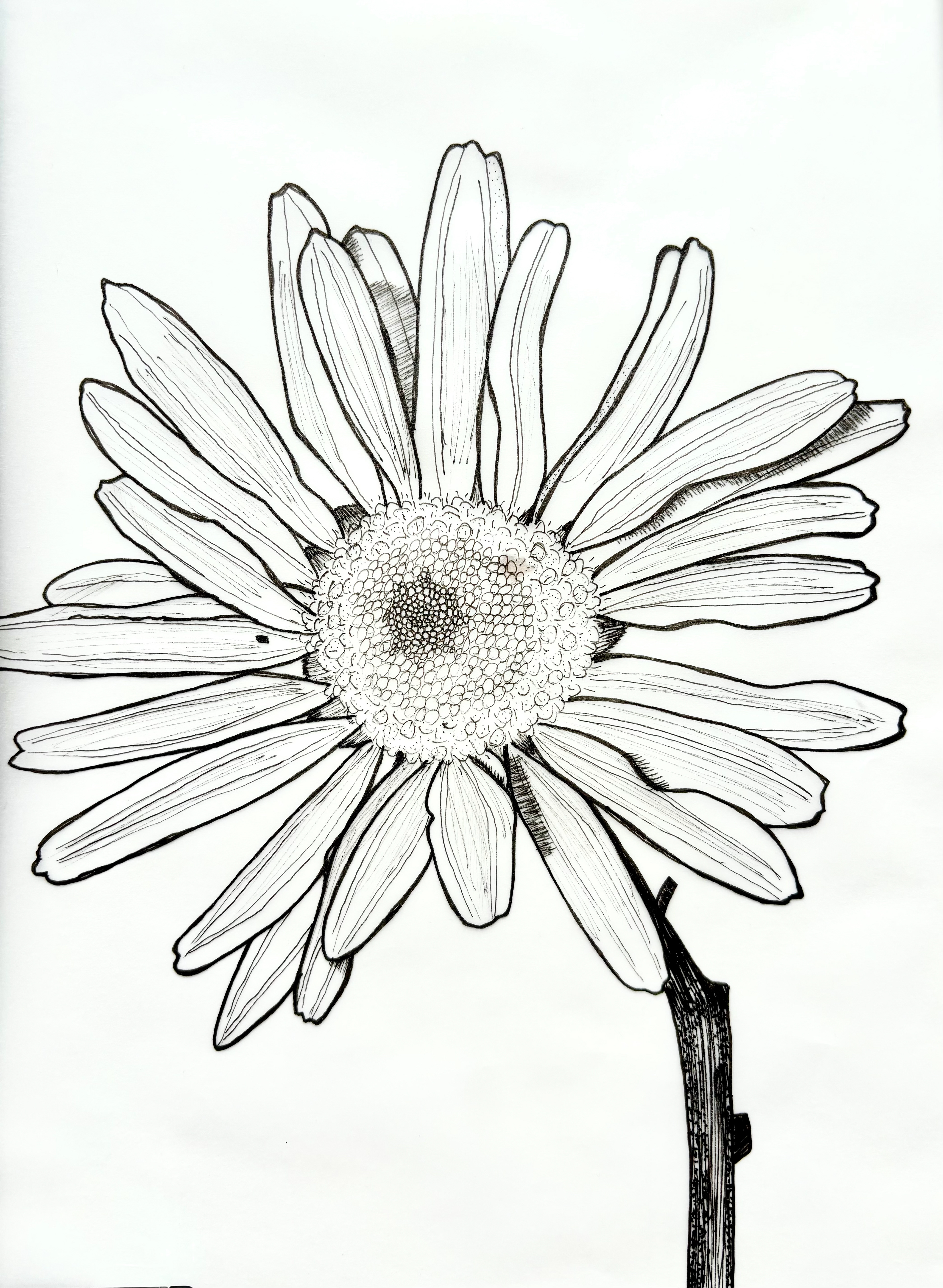 Daisy (final)