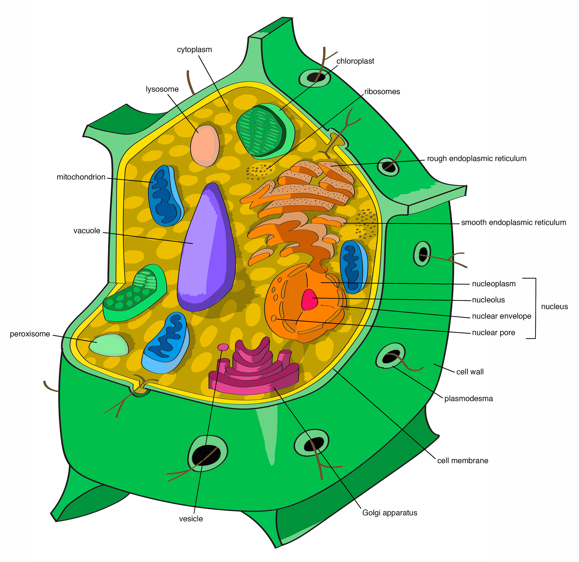 Plant cell diagram