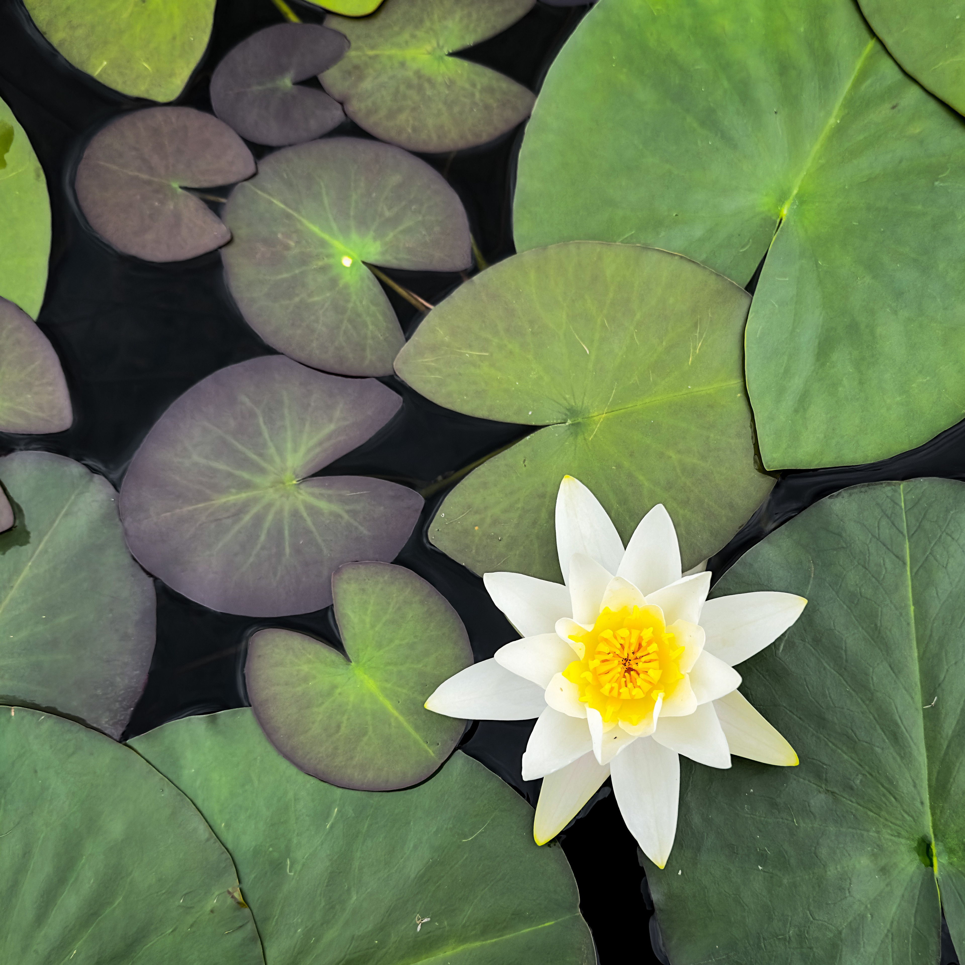 Waterlily, Nordland, Norway