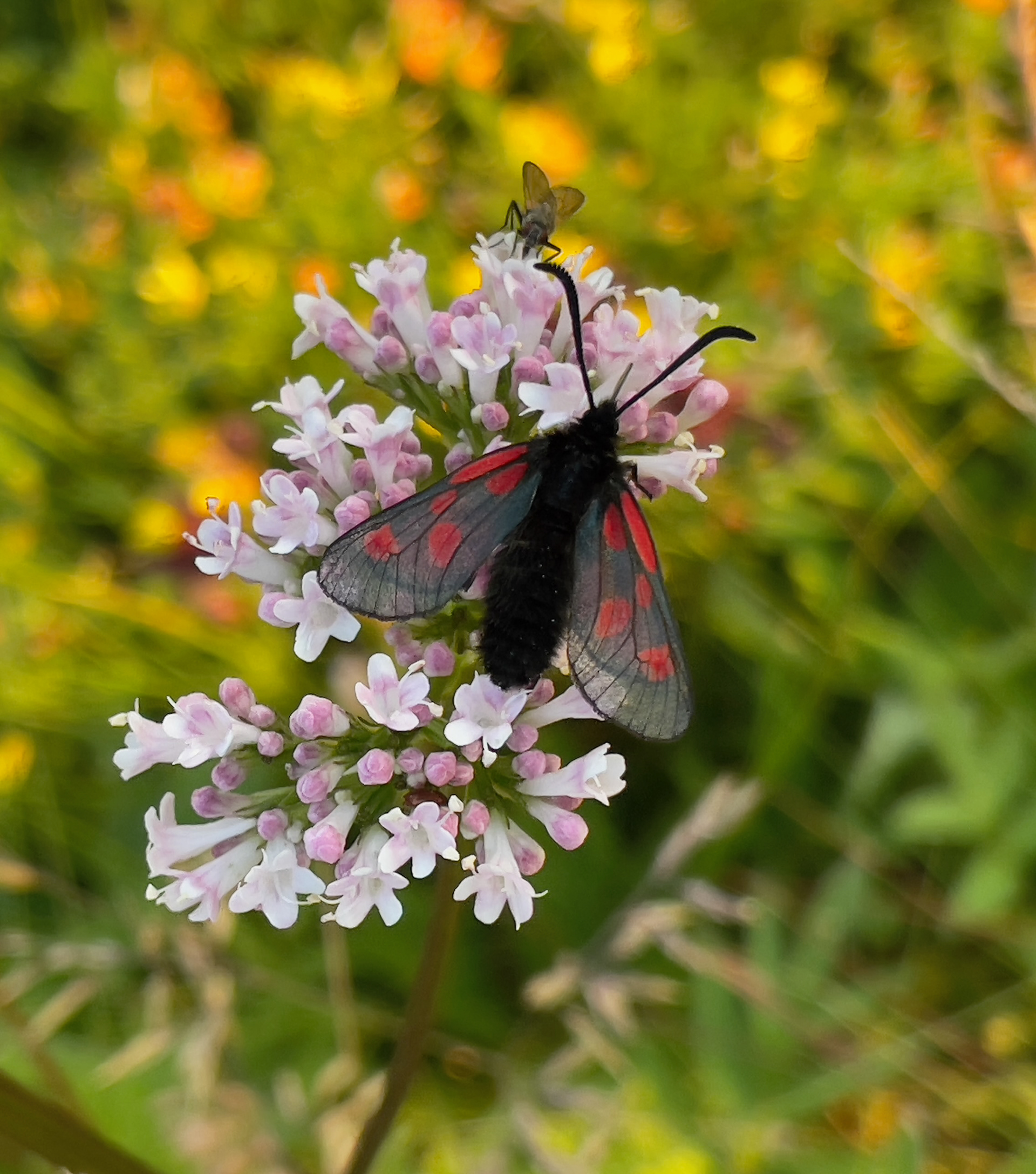 Five-spot Burnet, Nordland, Norway
