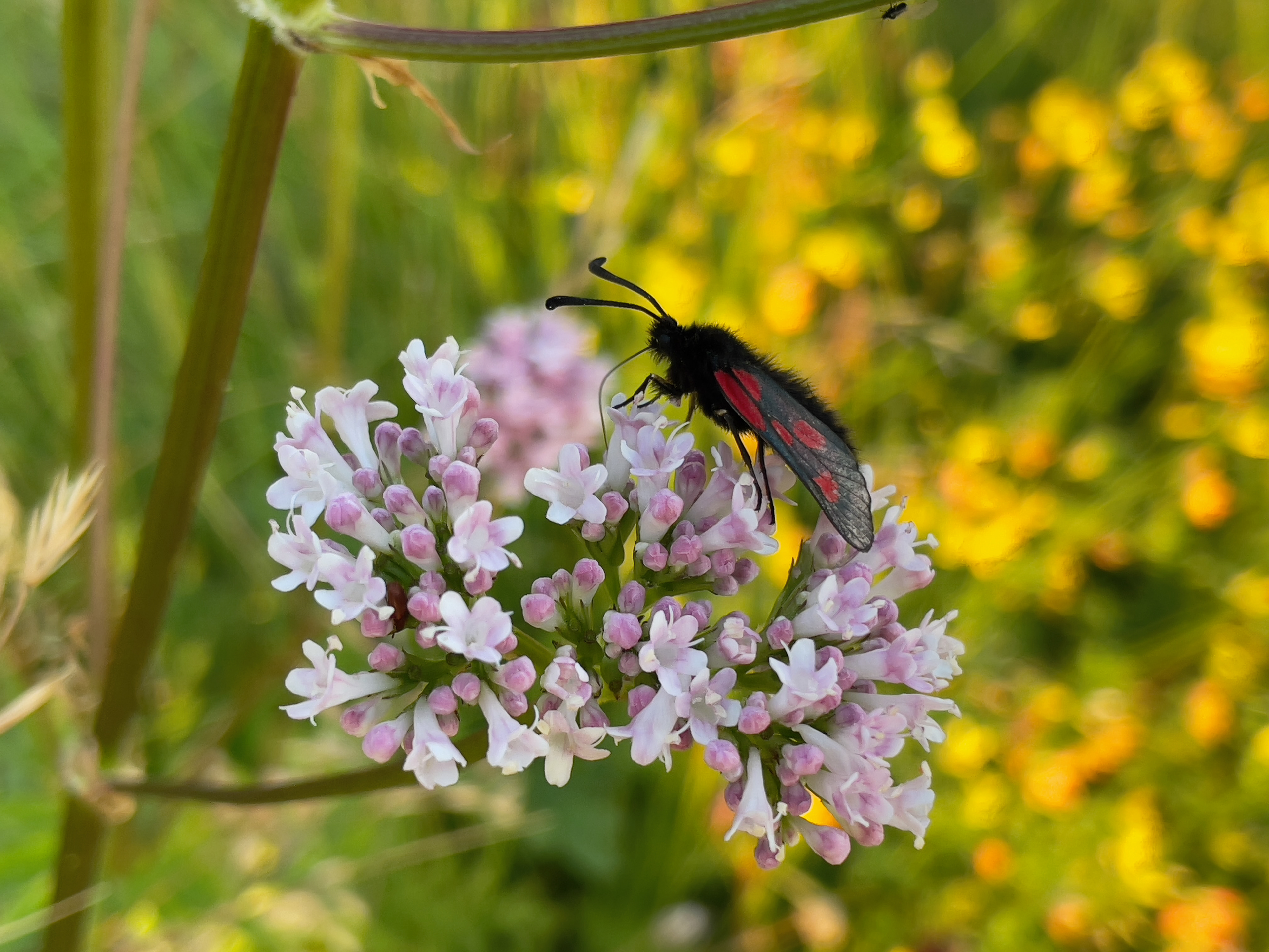 Five-spot Burnet, Nordland, Norway
