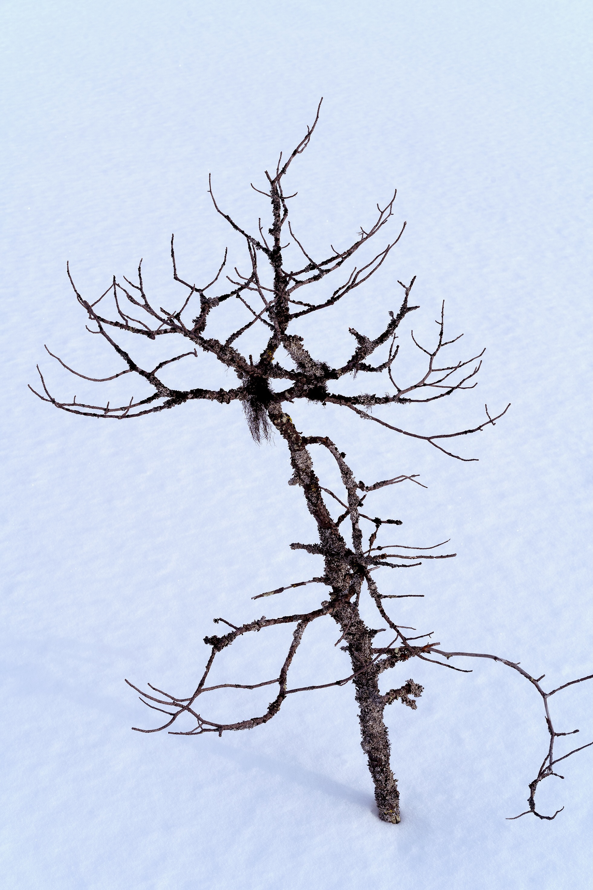 "tree in swamp" III