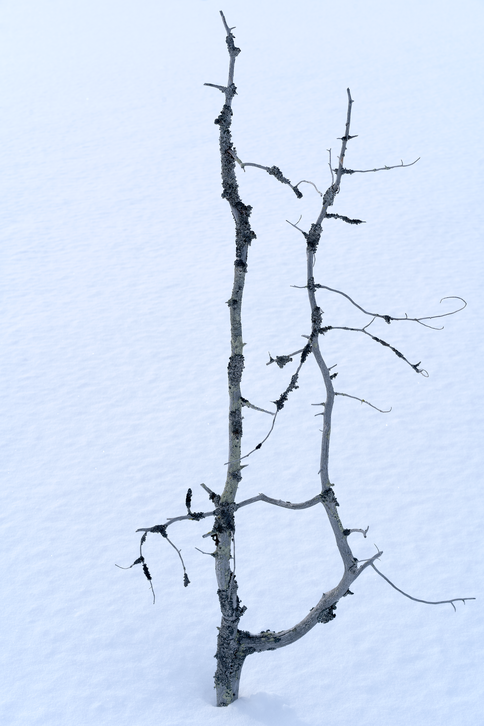 "tree in swamp" II