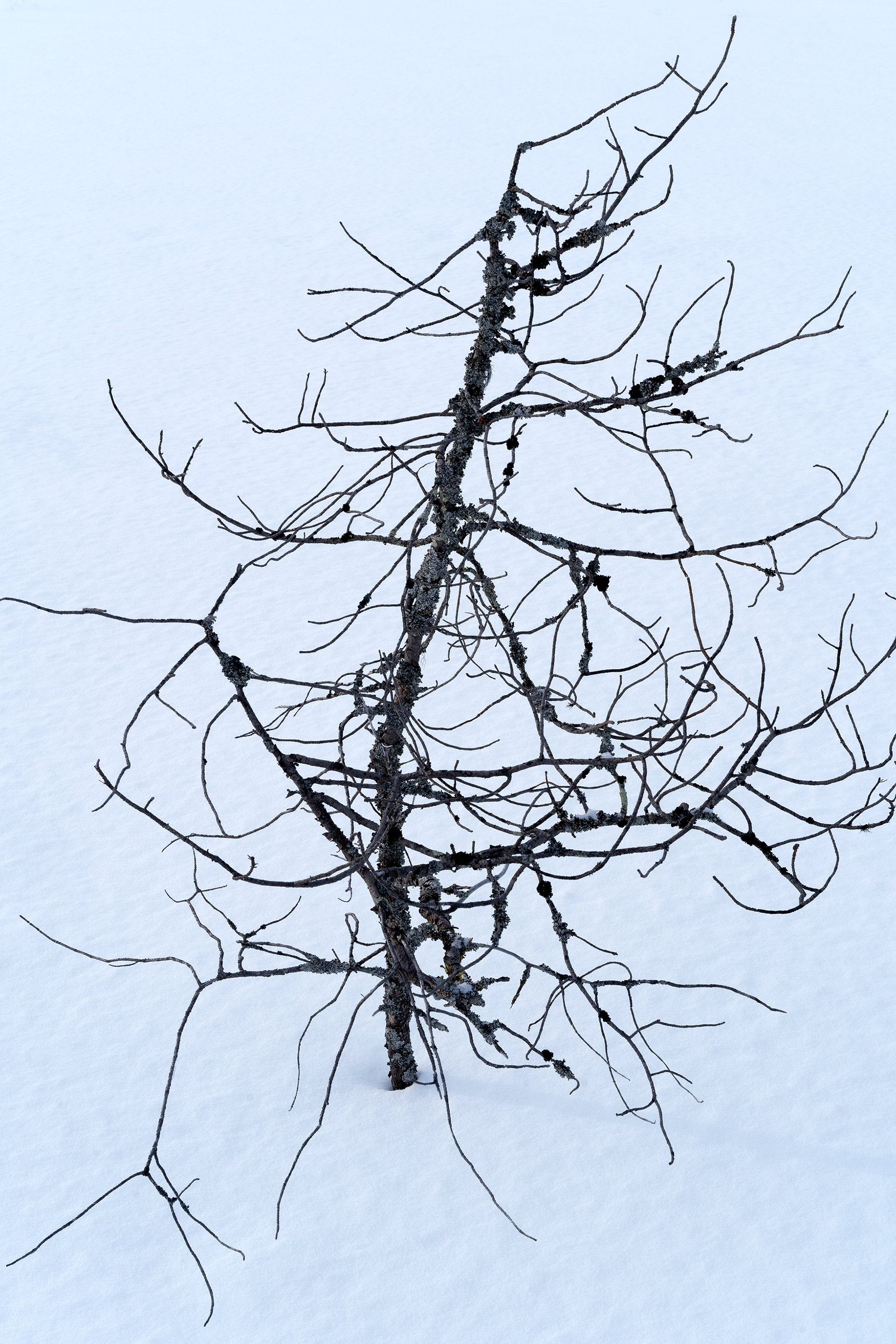 "tree in swamp" I