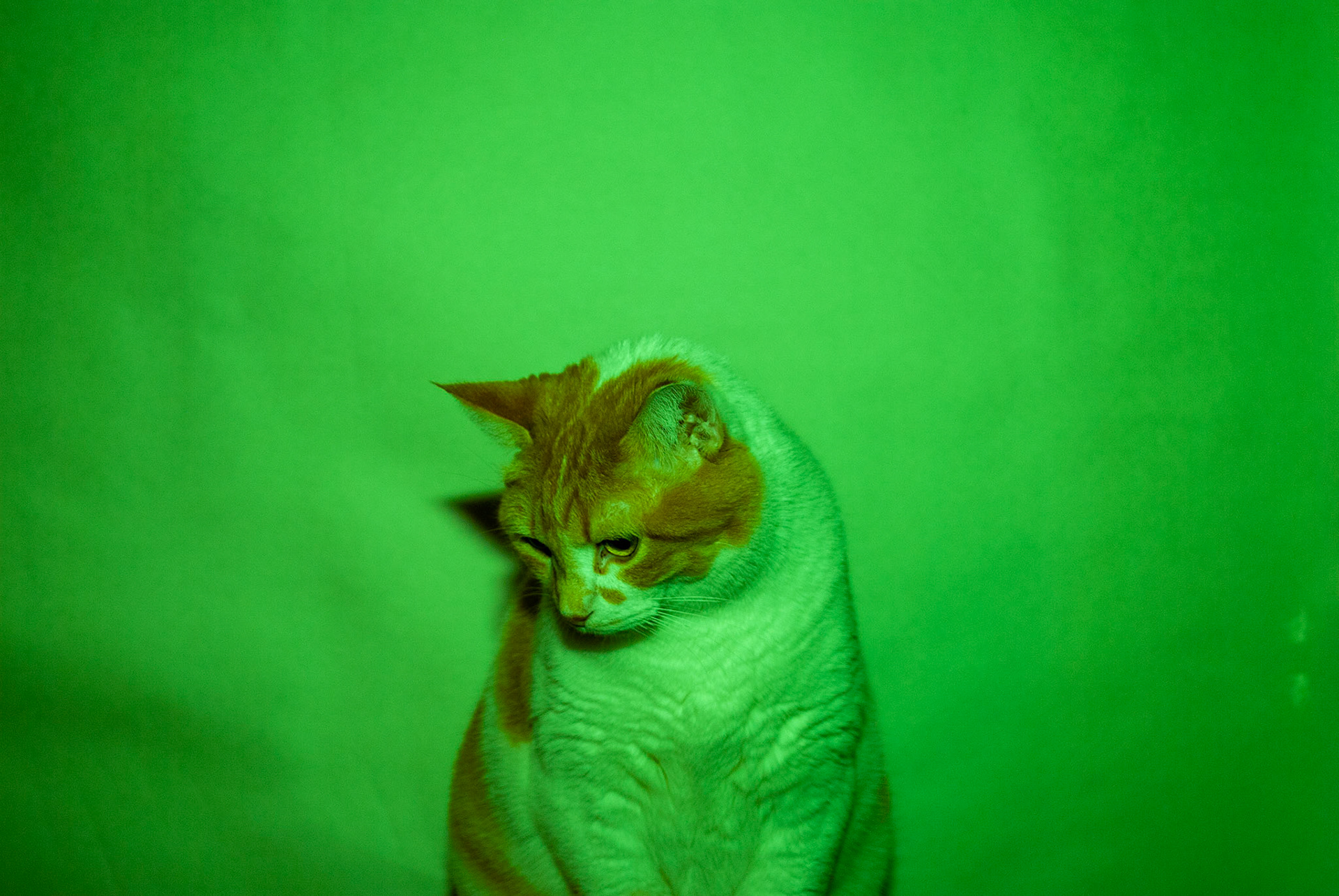 "Green Feline" / 2018