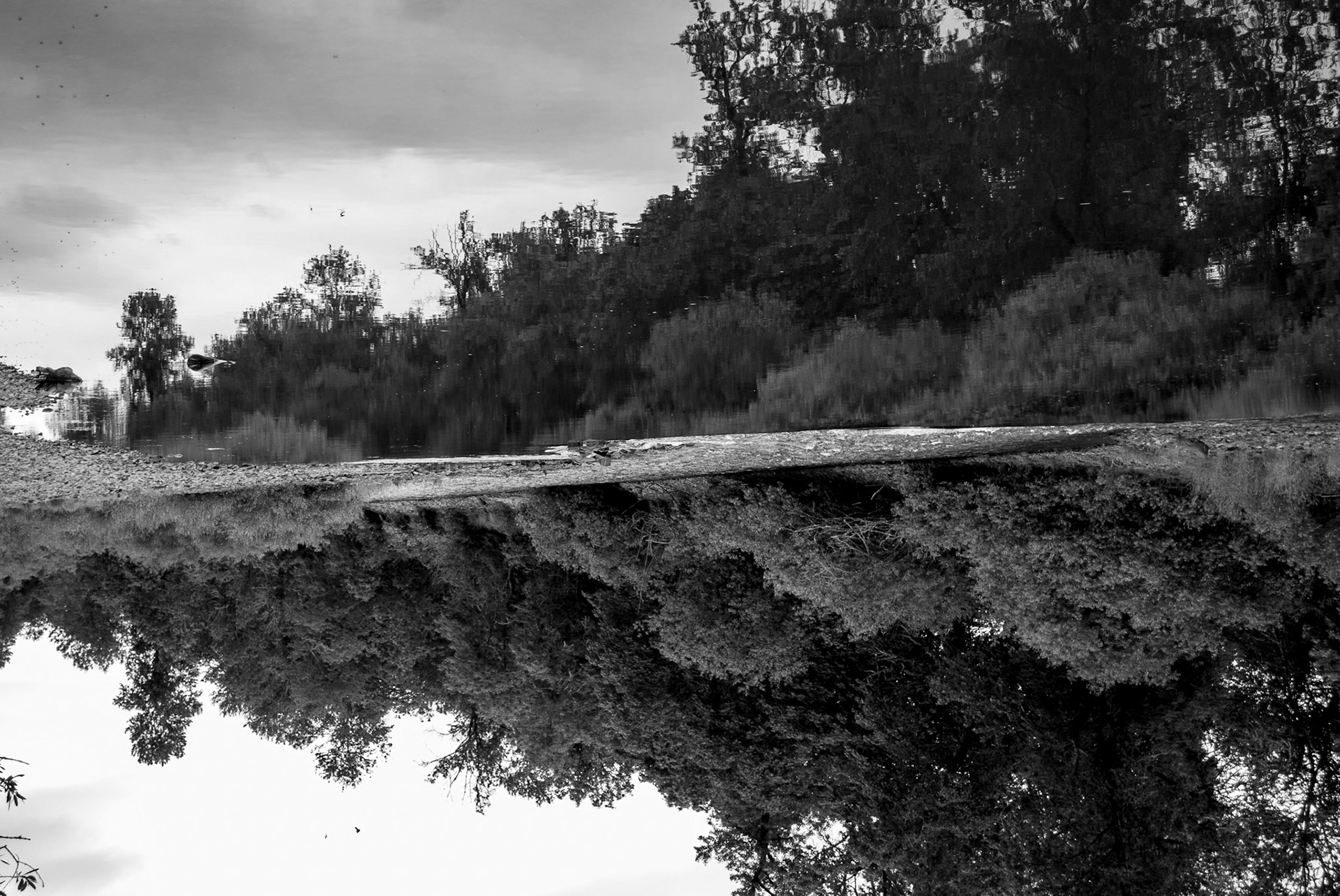 "Reflection" / 2018