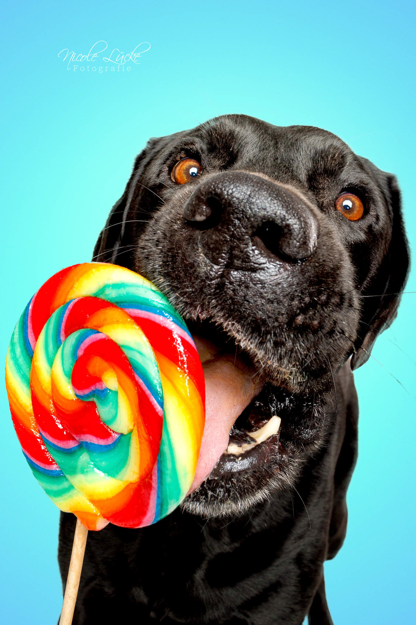 Hundeportrait-mit-Lollipop