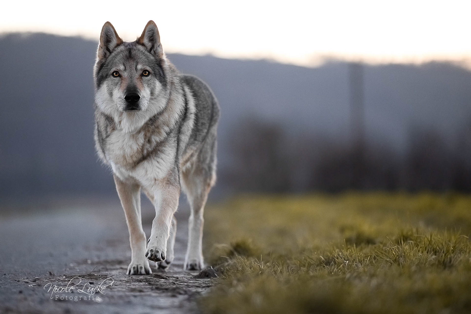 Wolfshund-auf-Feldweg-Portrait