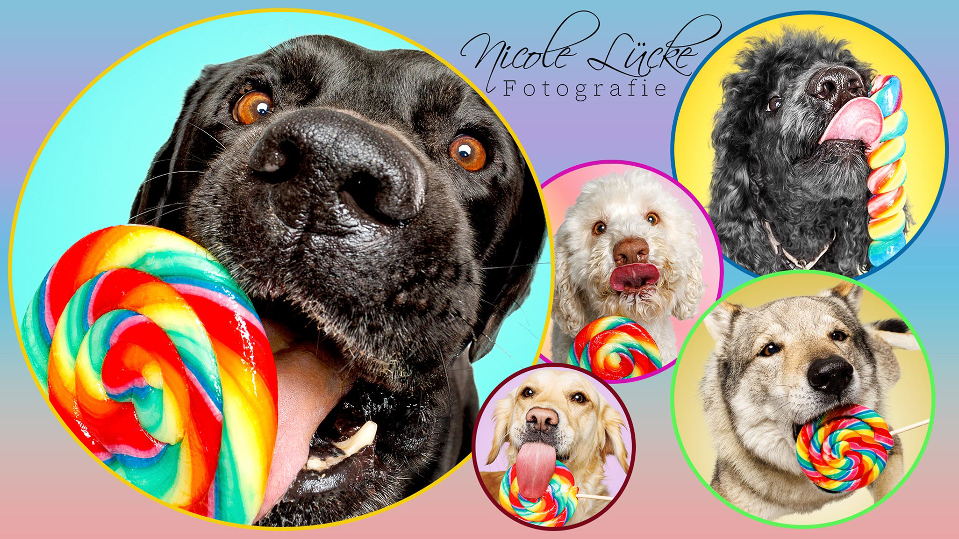 Hunde-fotoshooting-Lollipop
