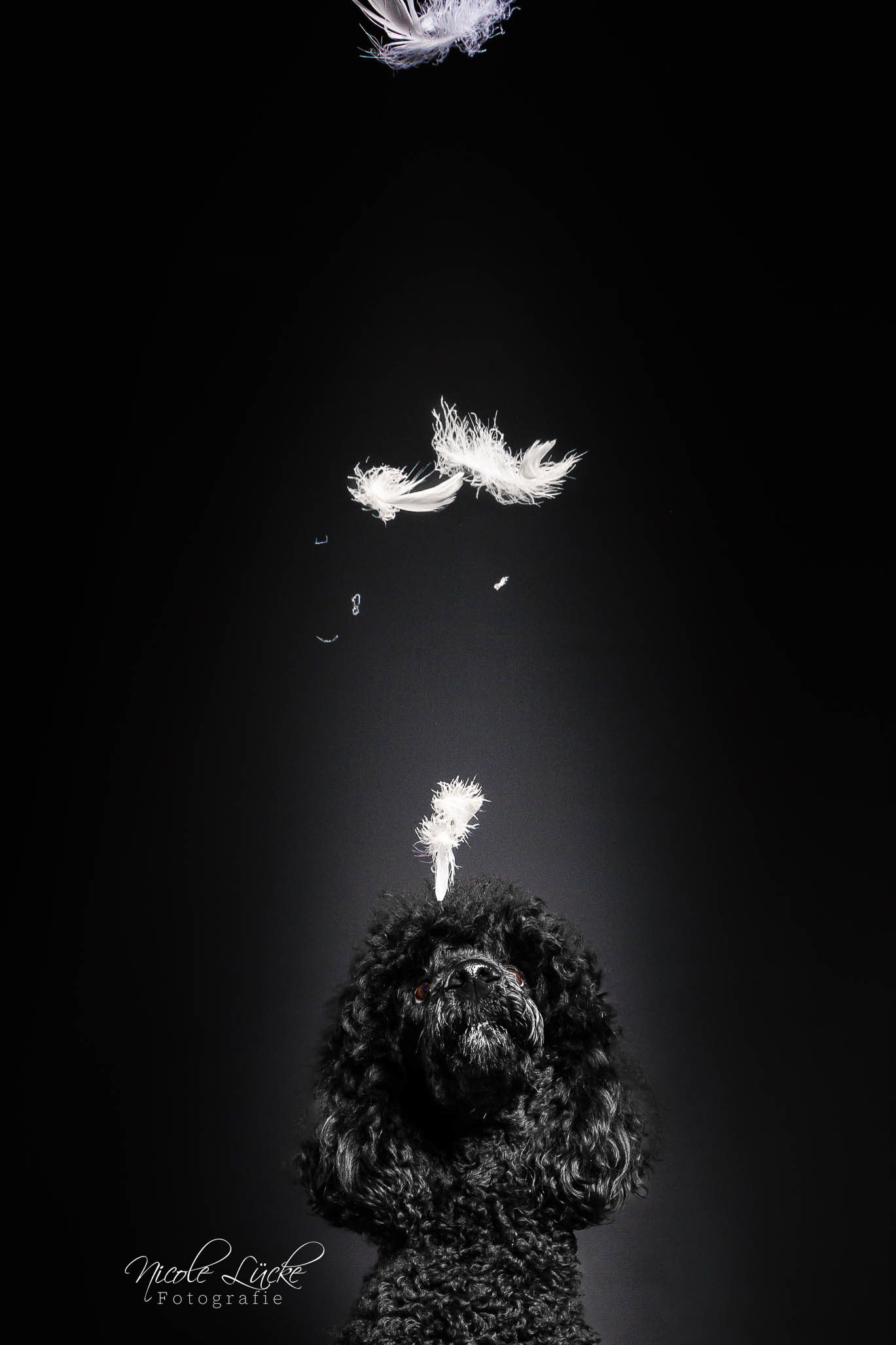 schwarzer-Hund-mit-Federn-vor-schwarzem-Hintergrund-Portrait