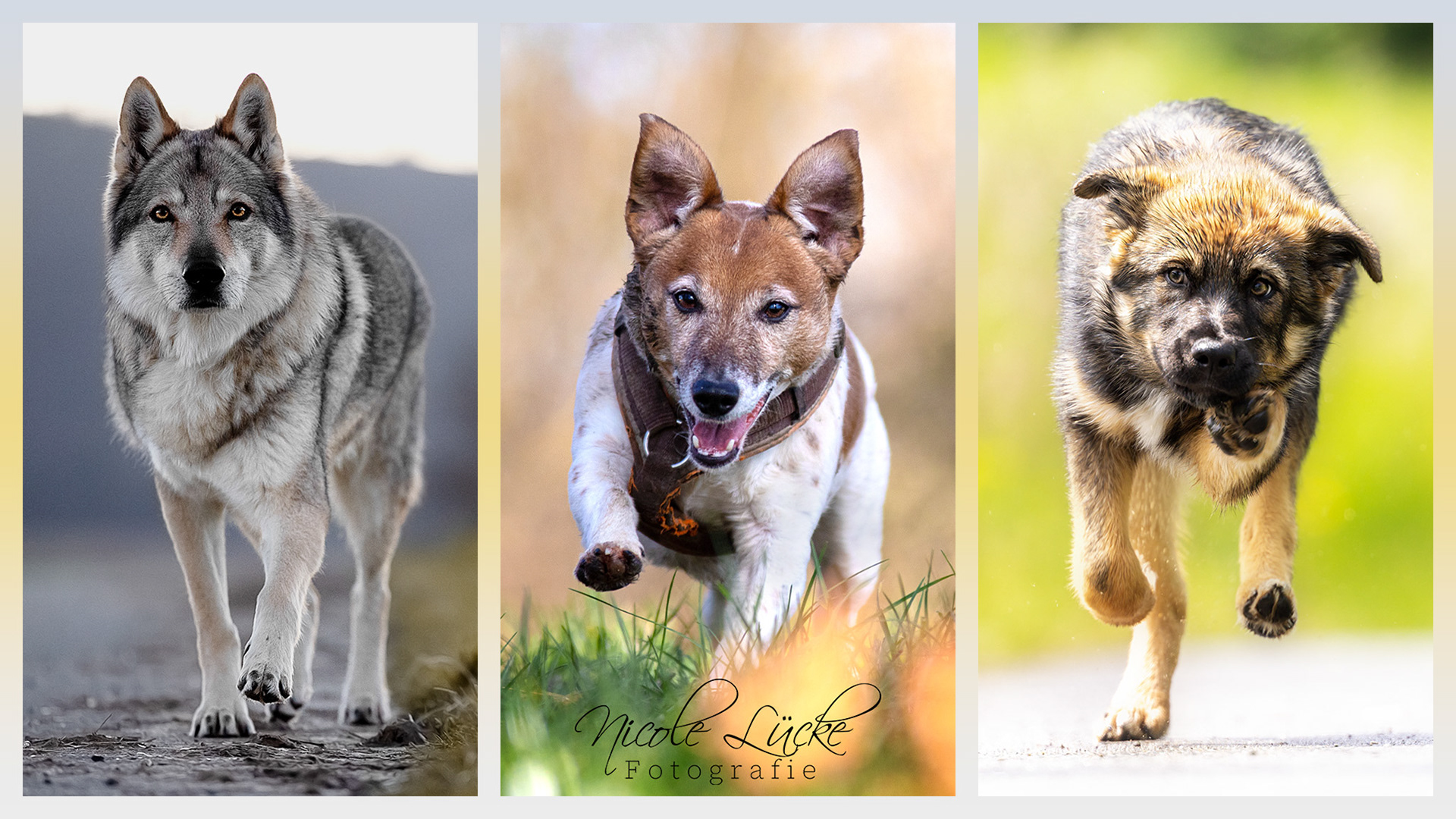 Hunde-Fotoshooting-Frühling