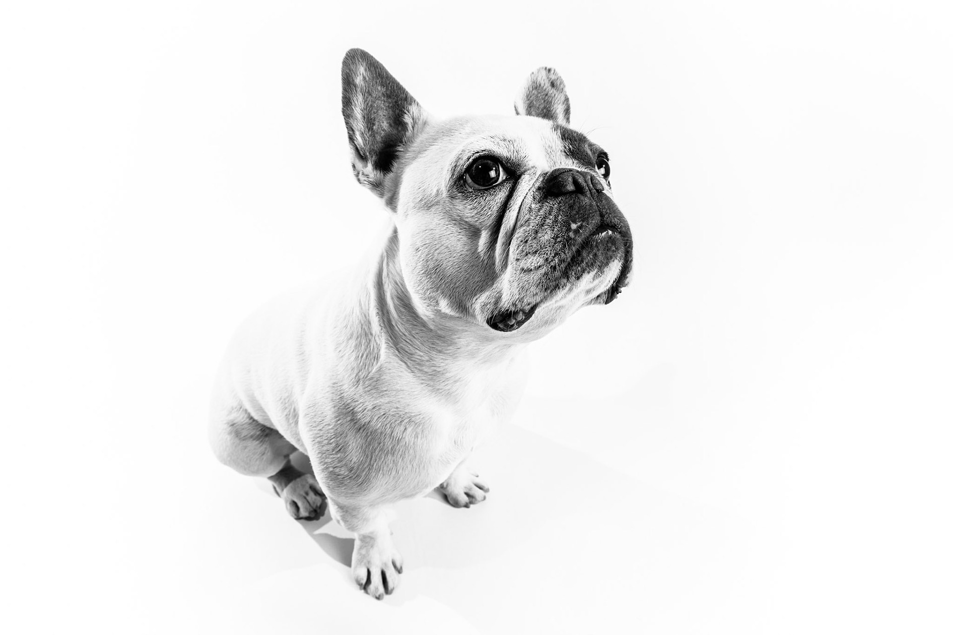 Foto van hond in de studio met witte achtergrond.