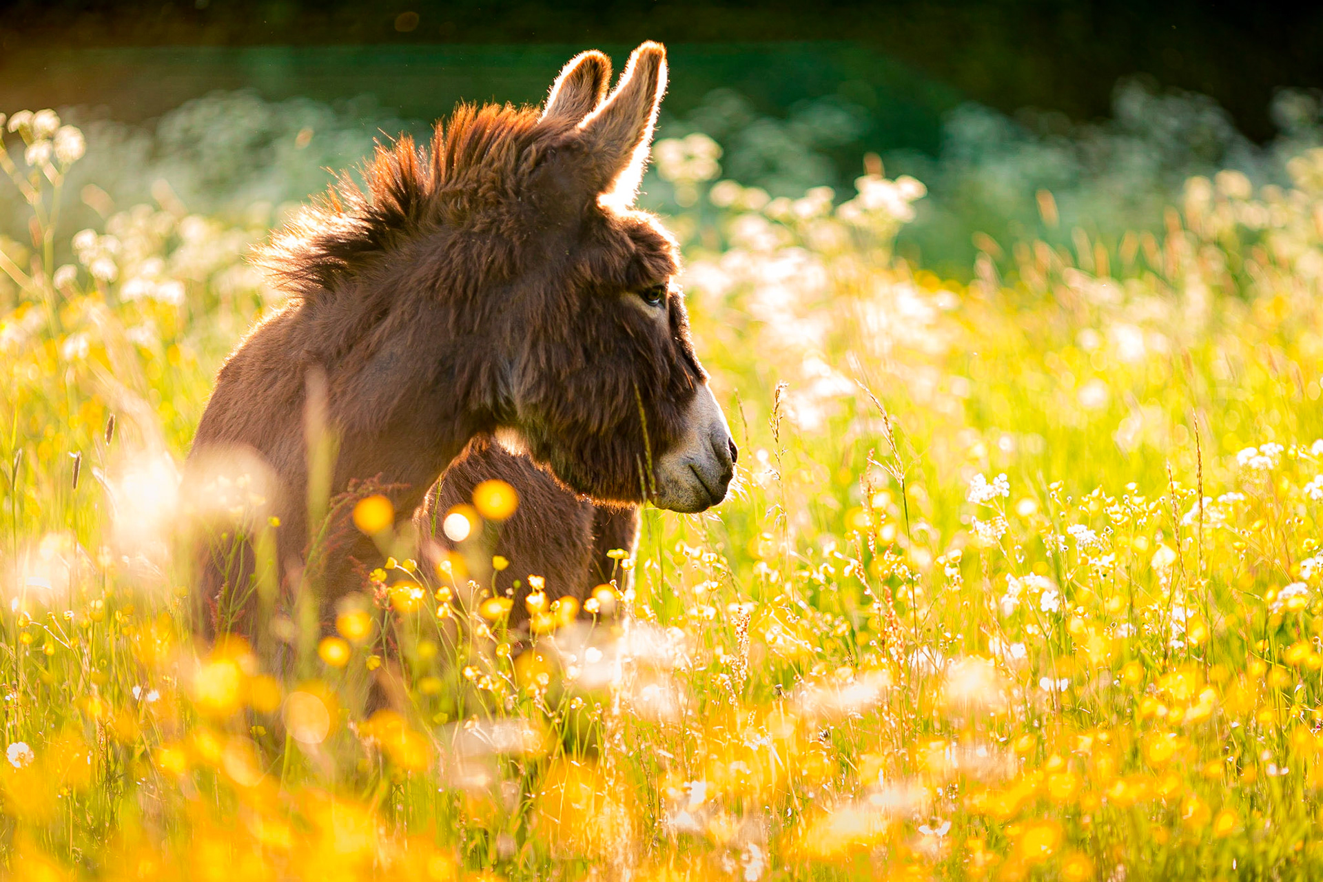 Een ezel is geen pony ;)