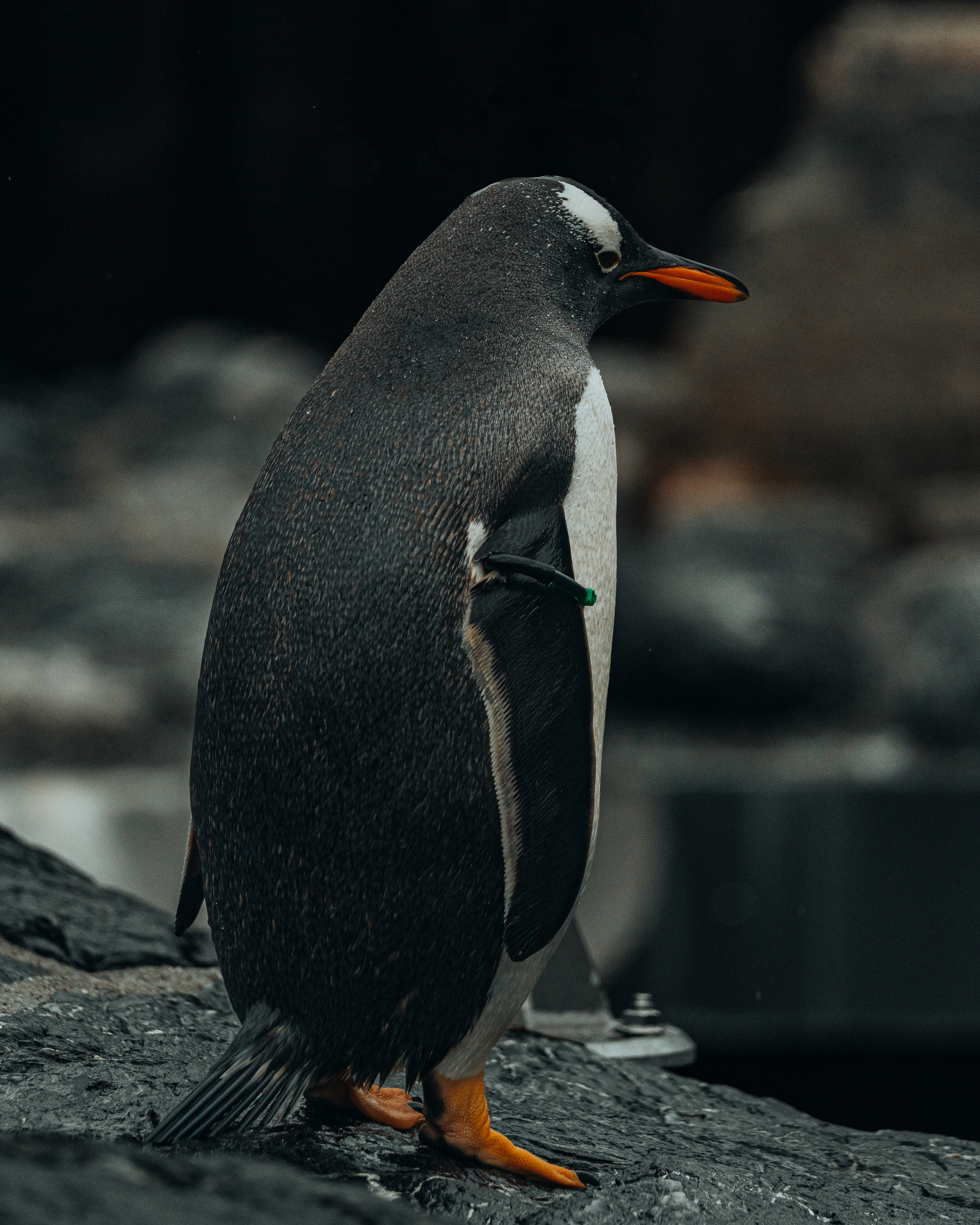 "Why they don't like me?" - Bergen/2023