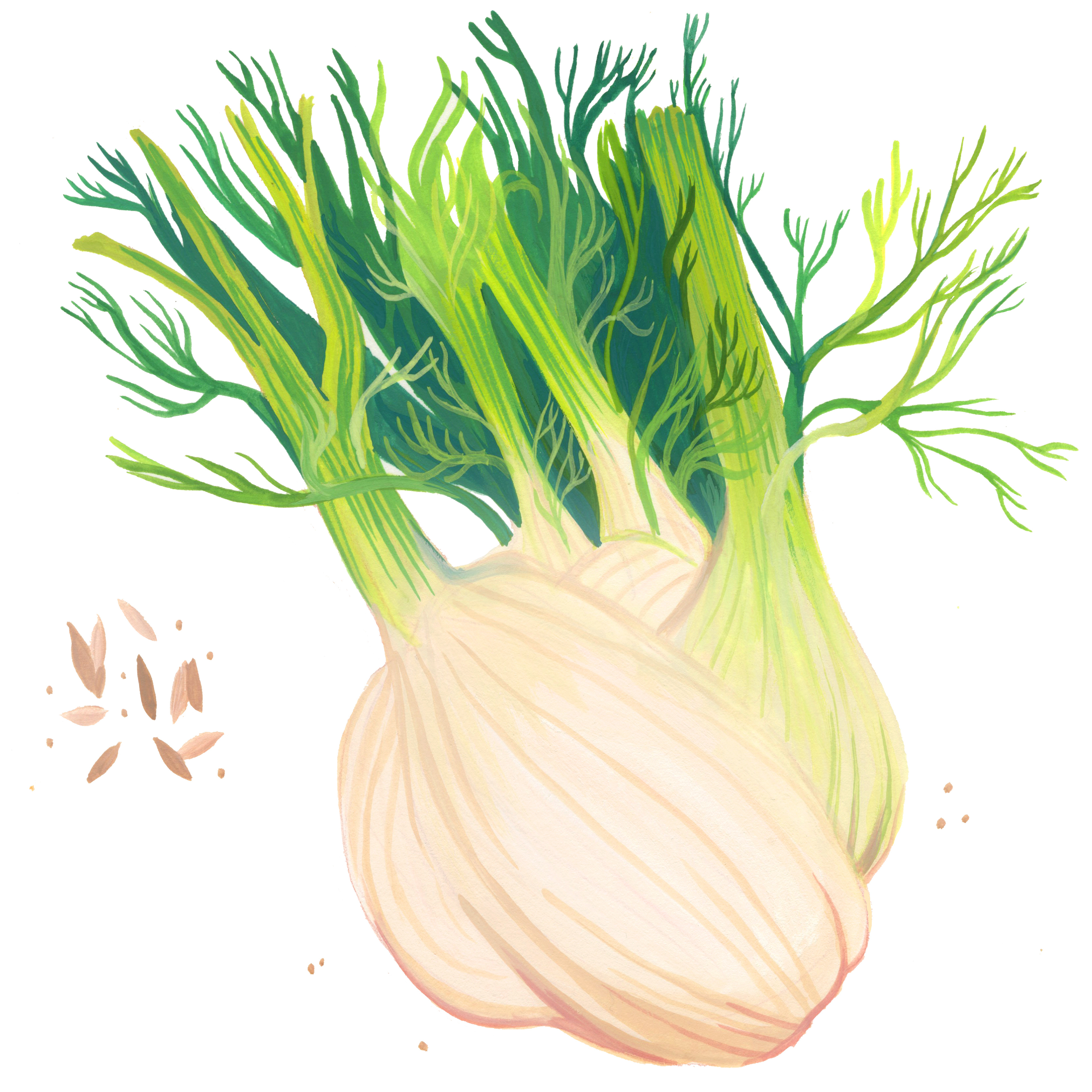 Fennel