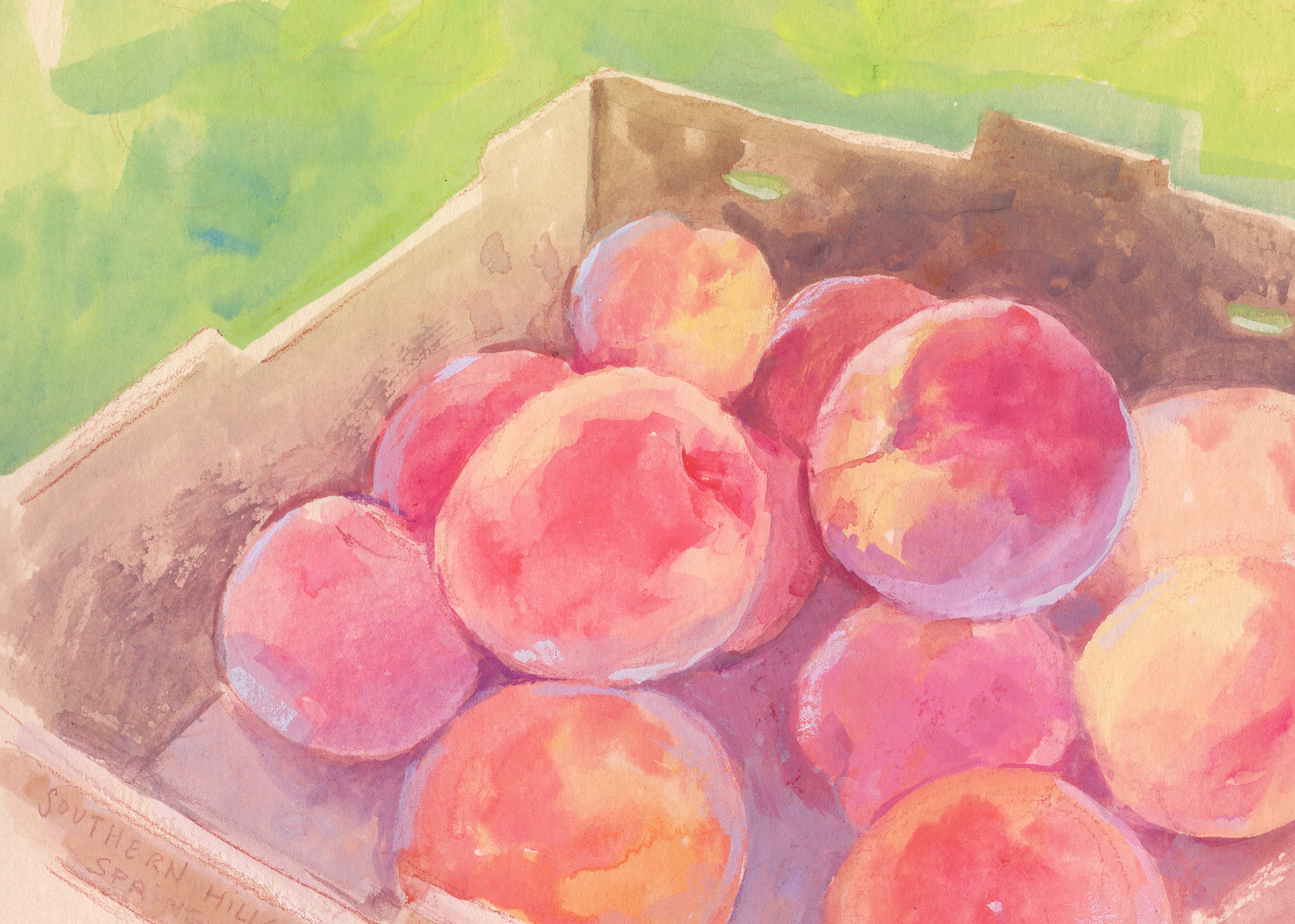 Southern Hills Farm Peaches - Gouache on Paper