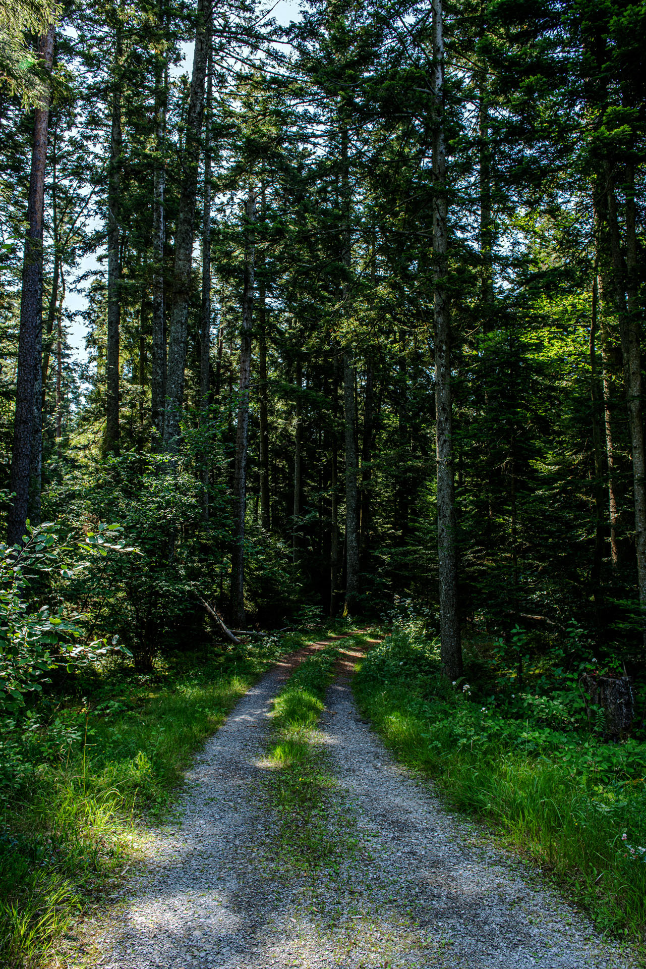 Sommerberg von Bad Wildbad - Schwarzwald - Deutschland -- 2018