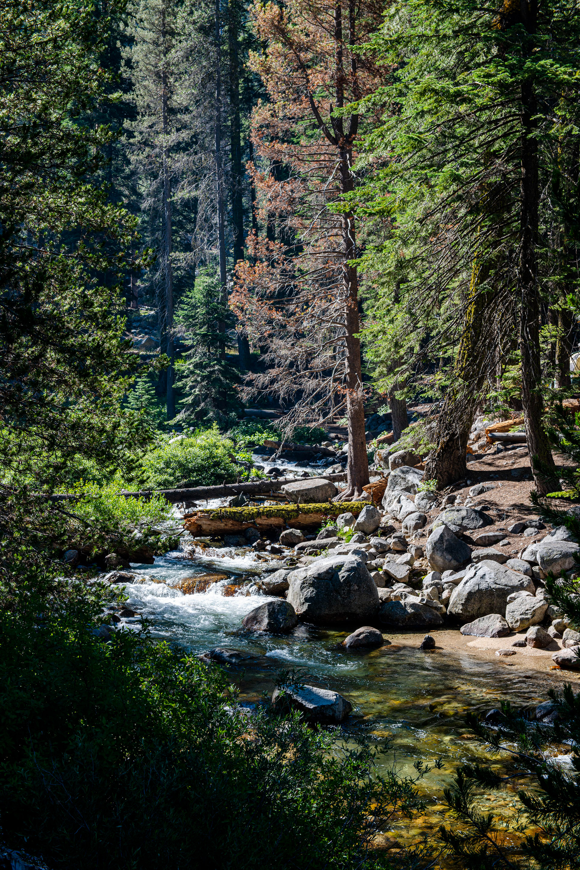 Sequoia National Park, California, USA - 2019
