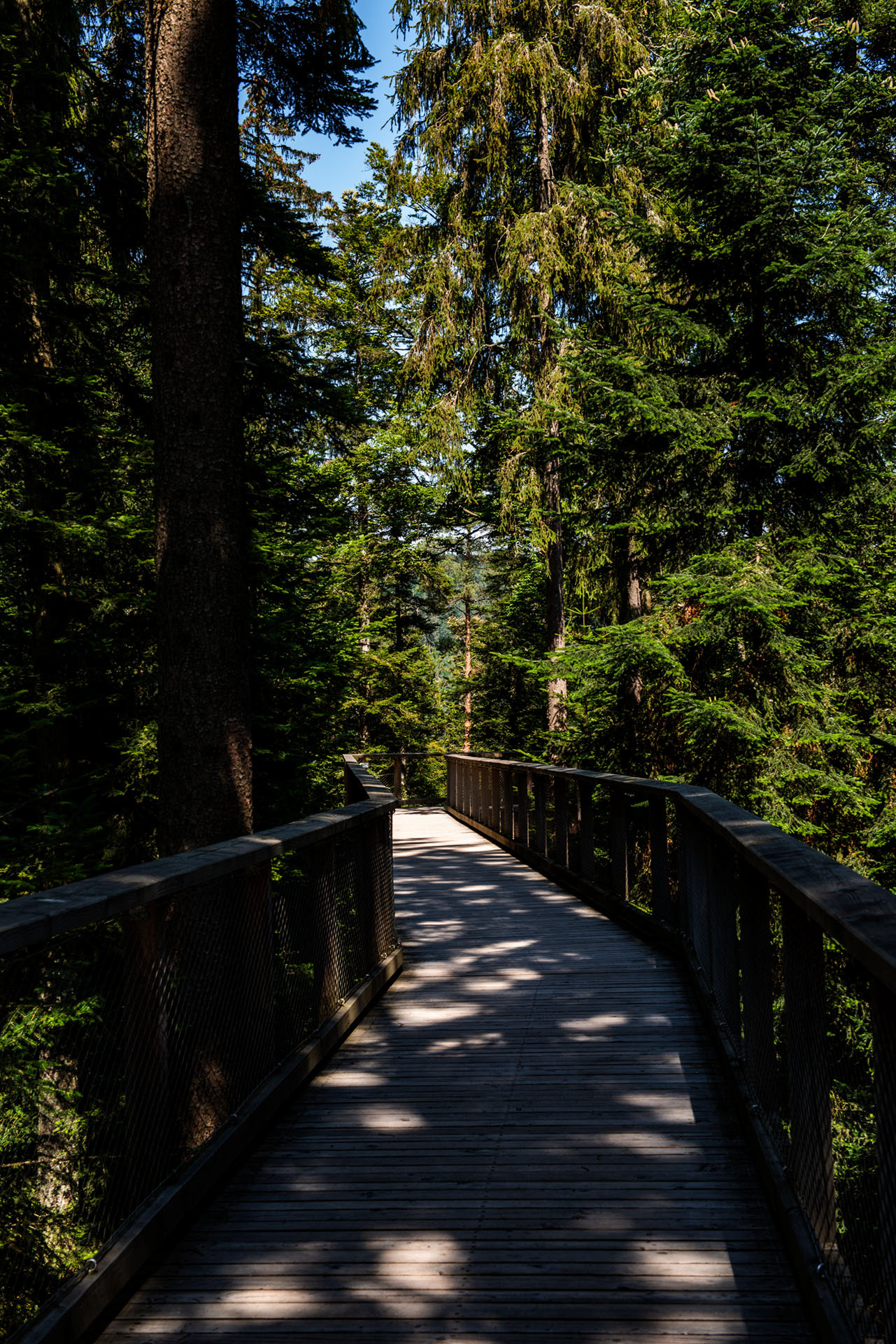 Sommerberg von Bad Wildbad - Schwarzwald - Deutschland -- 2018